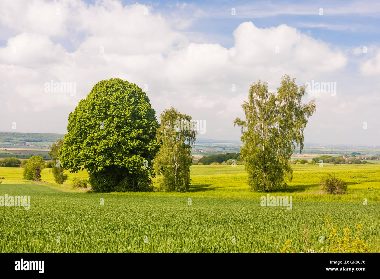 Elm In Germany Stock Photo - Alamy