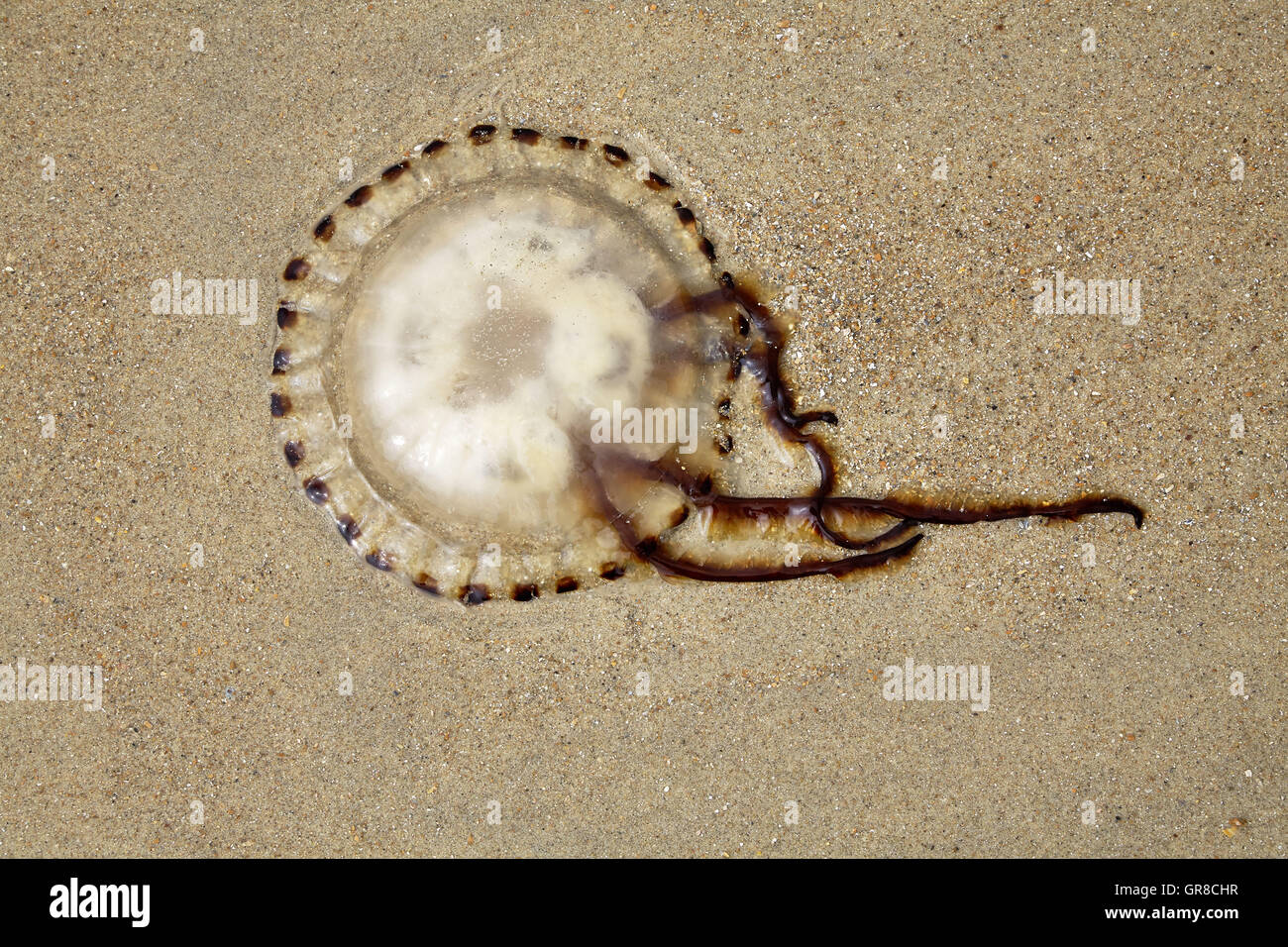 Jellyfish On The Beach Stock Photo