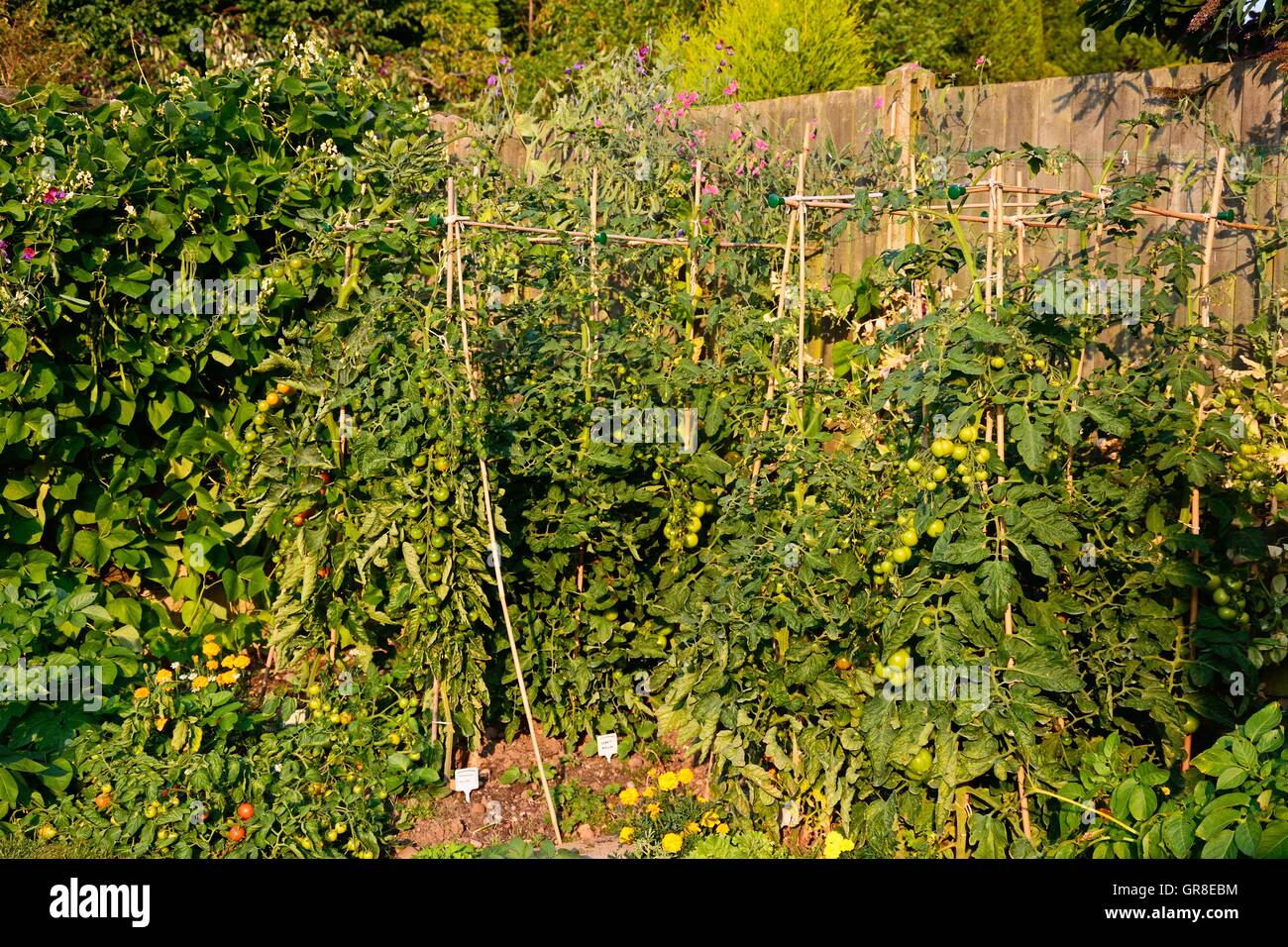 Tomatoes and runner beans growing in a vegetable plot, England, UK, Western Europe. Stock Photo