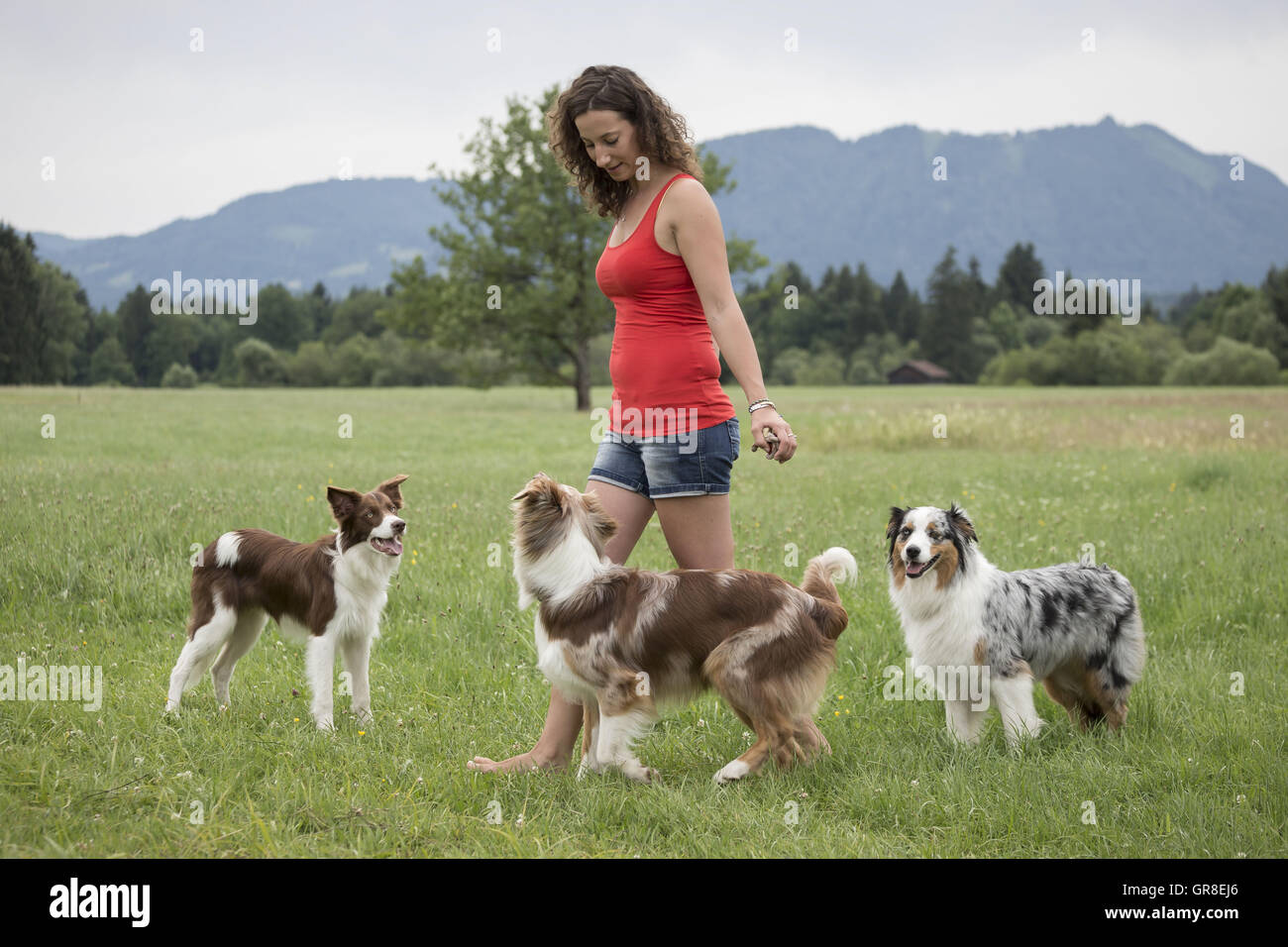 Two Australian Shepard And A Border Collie Playing With Her Dog Trainer On The Green Meadow Stock Photo