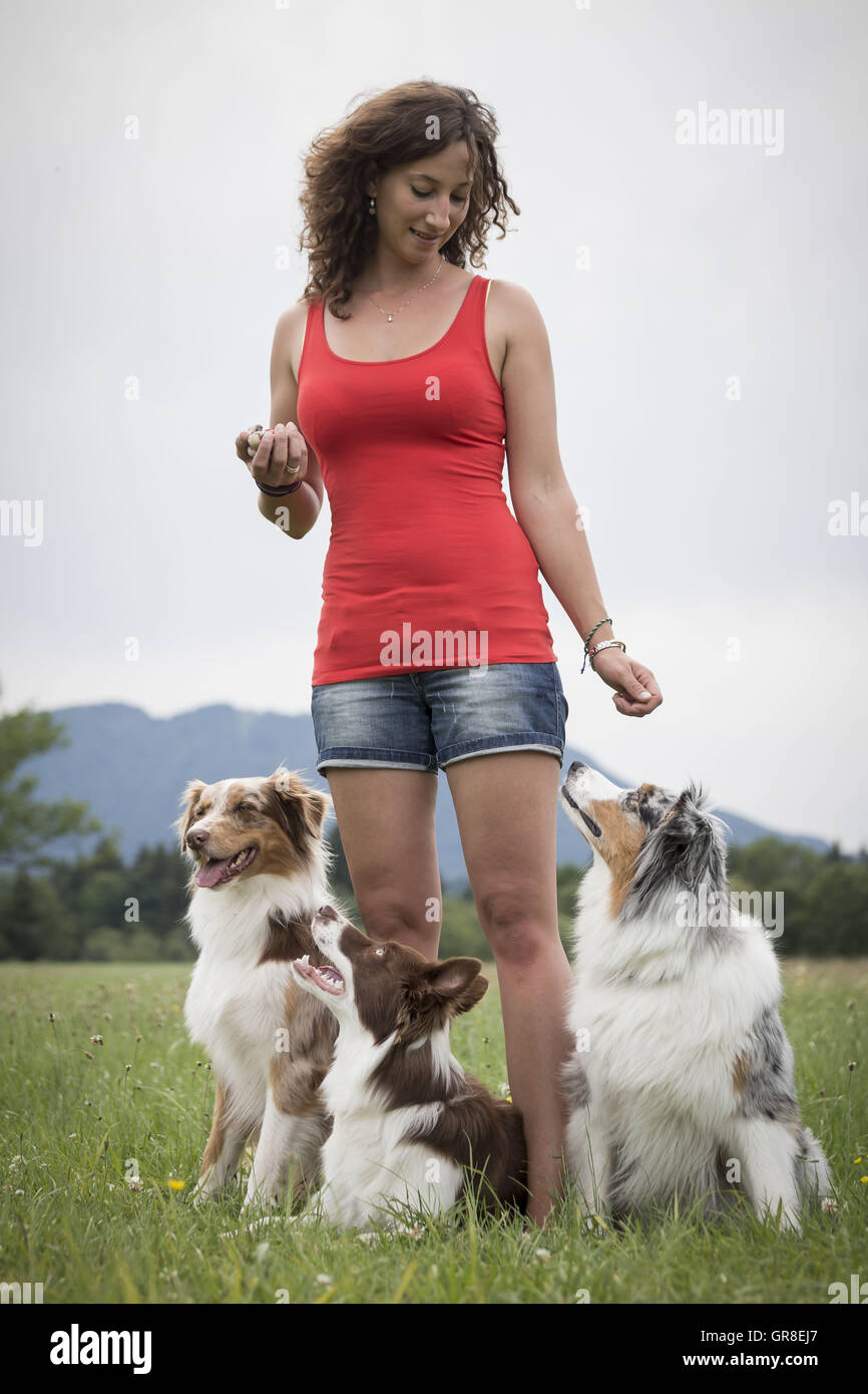 Two Australian Shepard And A Border Collie Playing With Her Dog Trainer On The Green Meadow Stock Photo