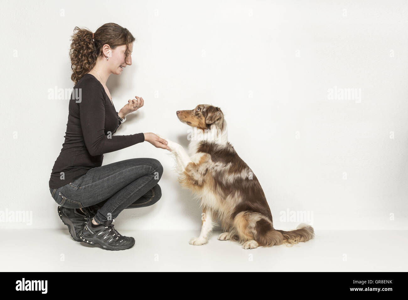 Obedience Exercises An Australian Shepard In Studio Against A White Background Stock Photo