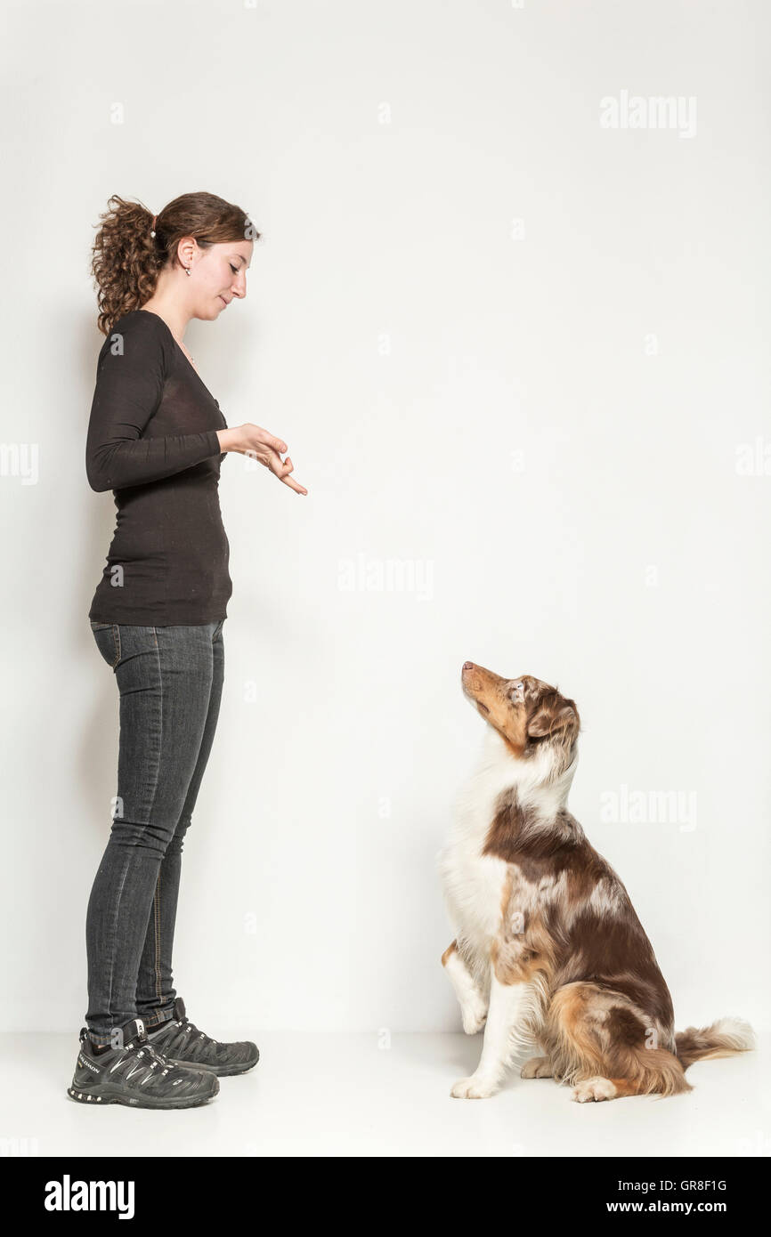 Obedience Exercises Of An Australian Shepards In Studio Against White