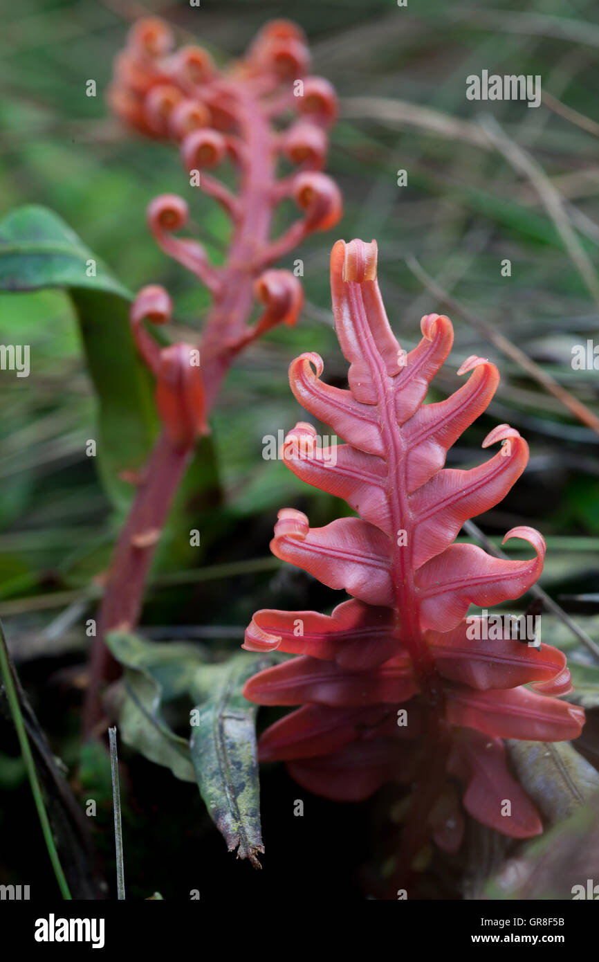 Reddish Groundcover Plant in Jungle. Khao Bantad Wildlife Sanctuary, Trang Province, Southern Thailand. Stock Photo