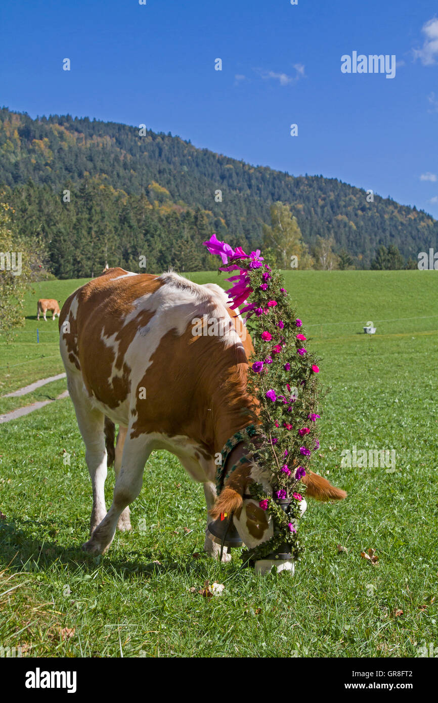 In Autumn, The Cattle Will Be Festively Decorated By The Almen Driven Into The Valley Stock Photo