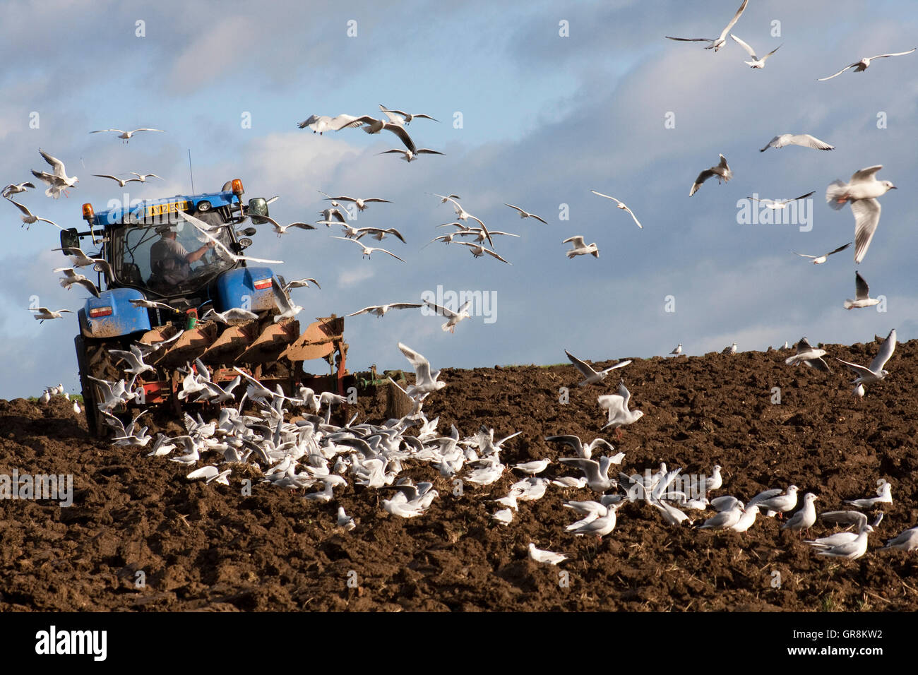 Very traditional scene of seagulls following a ploughing tractor Stock Photo