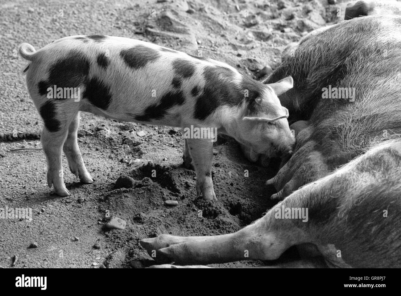 Bentheimer Piglets Suckling Stock Photo Alamy
