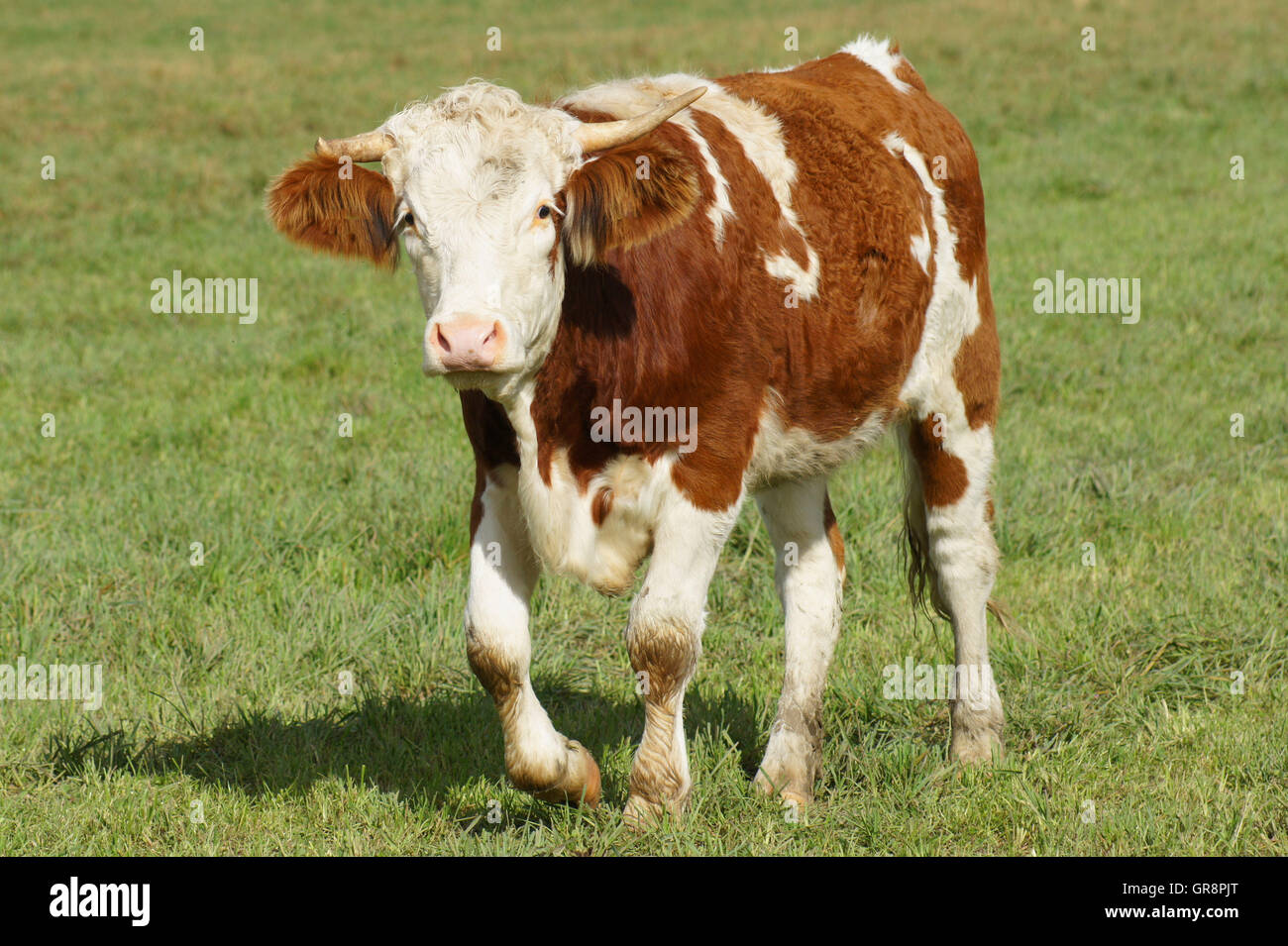 Brown White Calf On Pasture Stock Photo - Alamy
