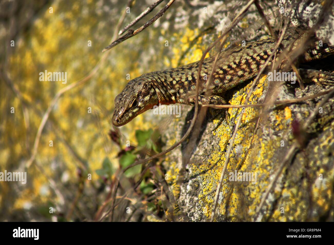 Lizard Lacertidae Stock Photo