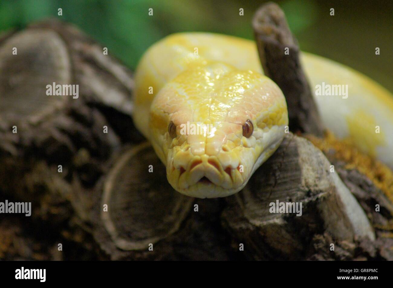 Albino Python Portrait Stock Photo - Alamy