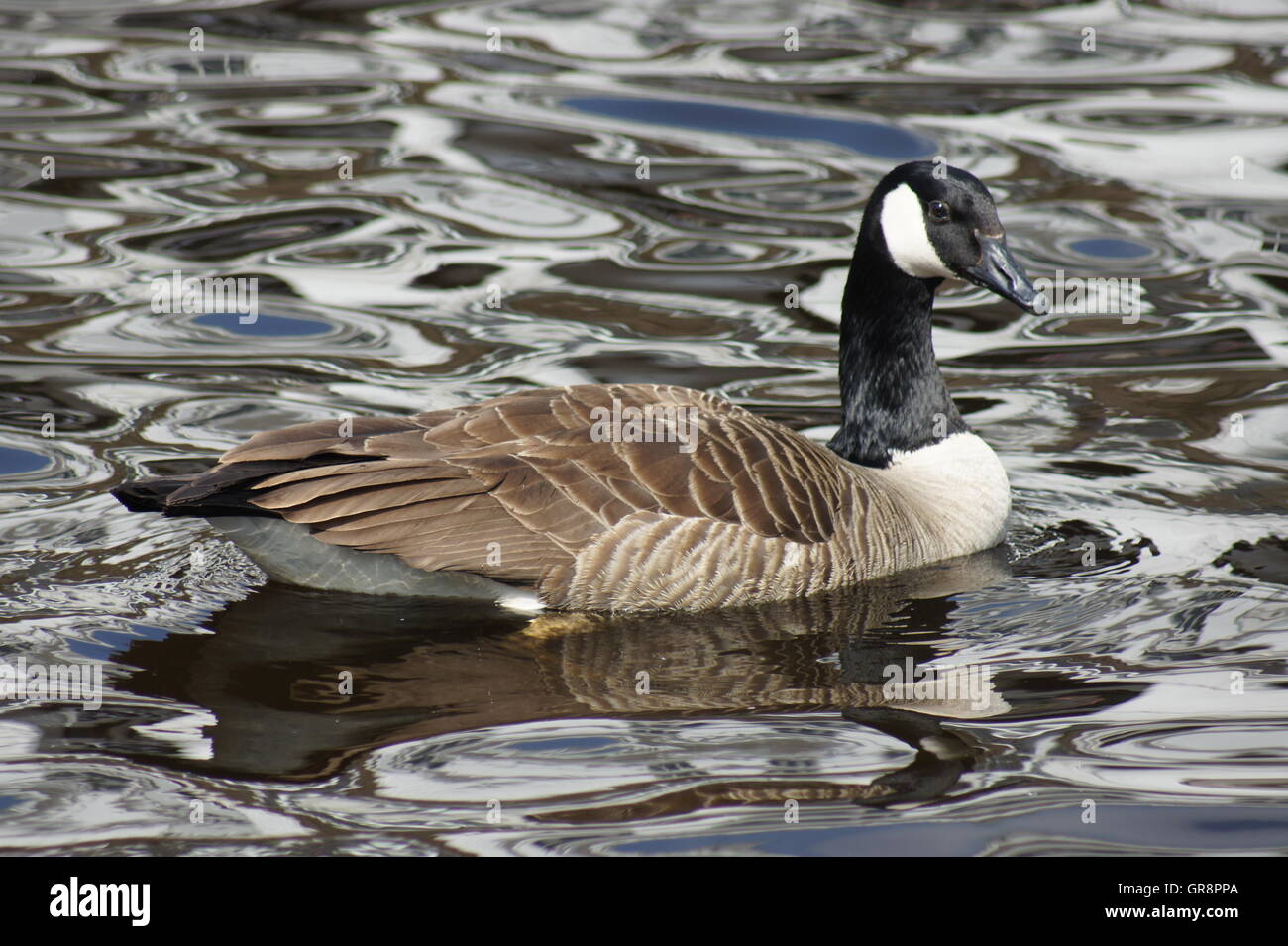 Hamburg city germany goose hi-res stock photography and images - Alamy