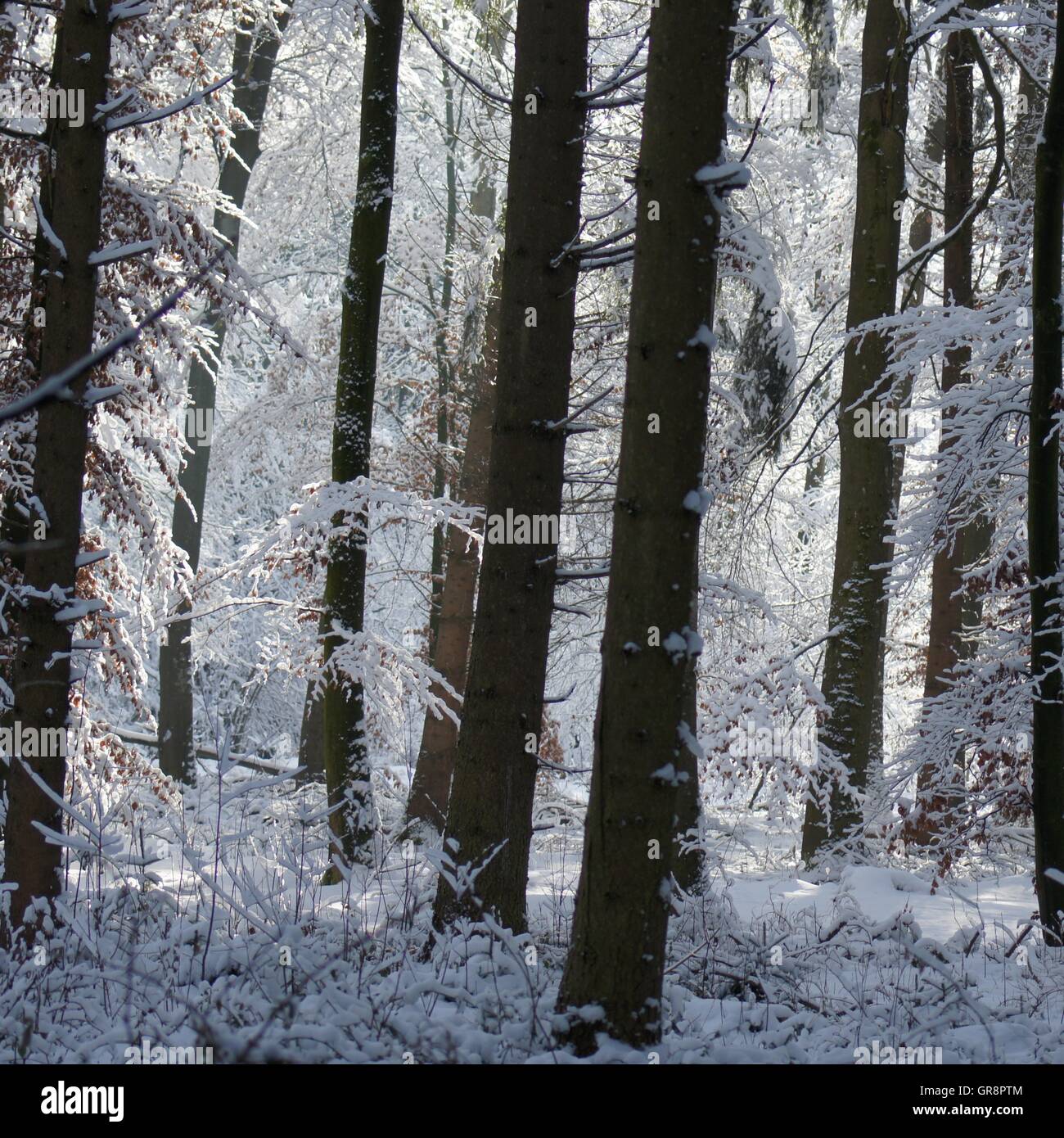 Winter In The Forest Stock Photo - Alamy