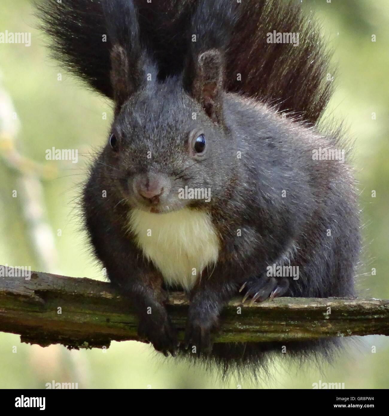 Black Squirrel In The Tree Stock Photo Alamy