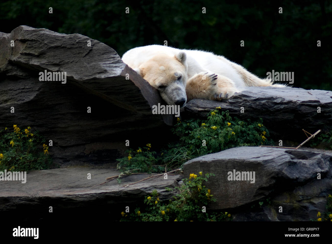 Relaxed polar bear hi-res stock photography and images - Alamy