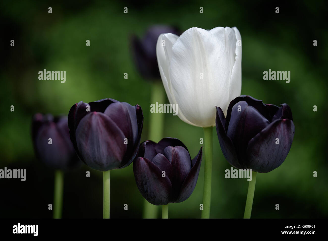 White And Purple Tulips Stock Photo