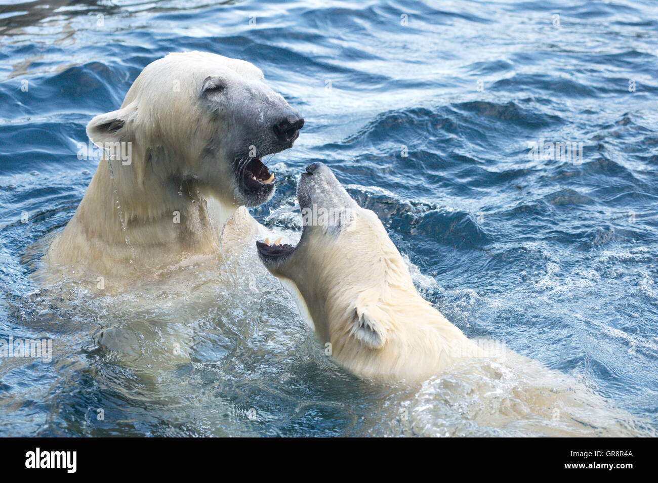 Game Polar Bears In The Water-Tiergarten Schönbrunn Stock Photo
