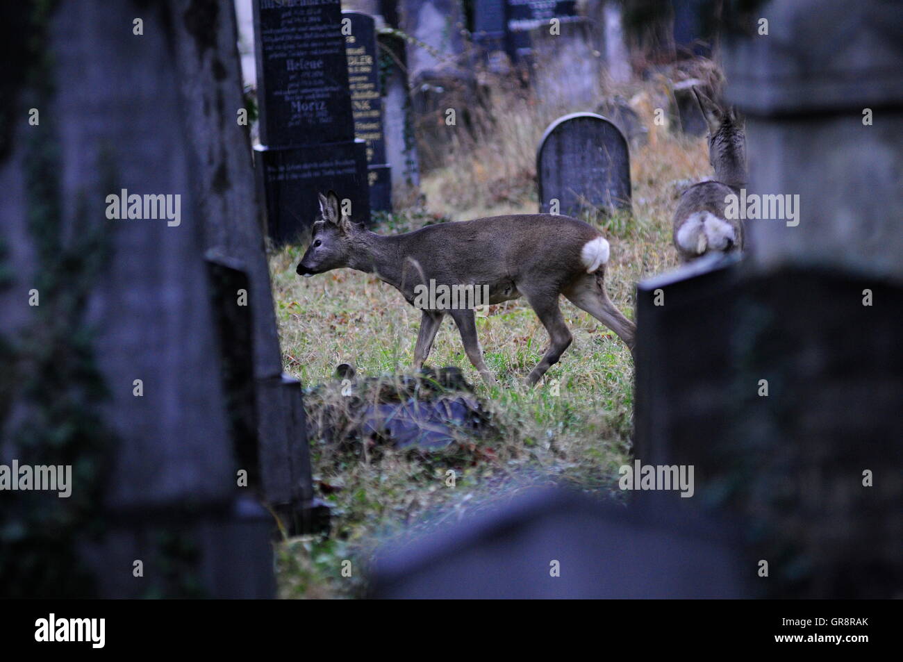 Wildlife In Vienna-Wiener Zentralfriedhof Stock Photo