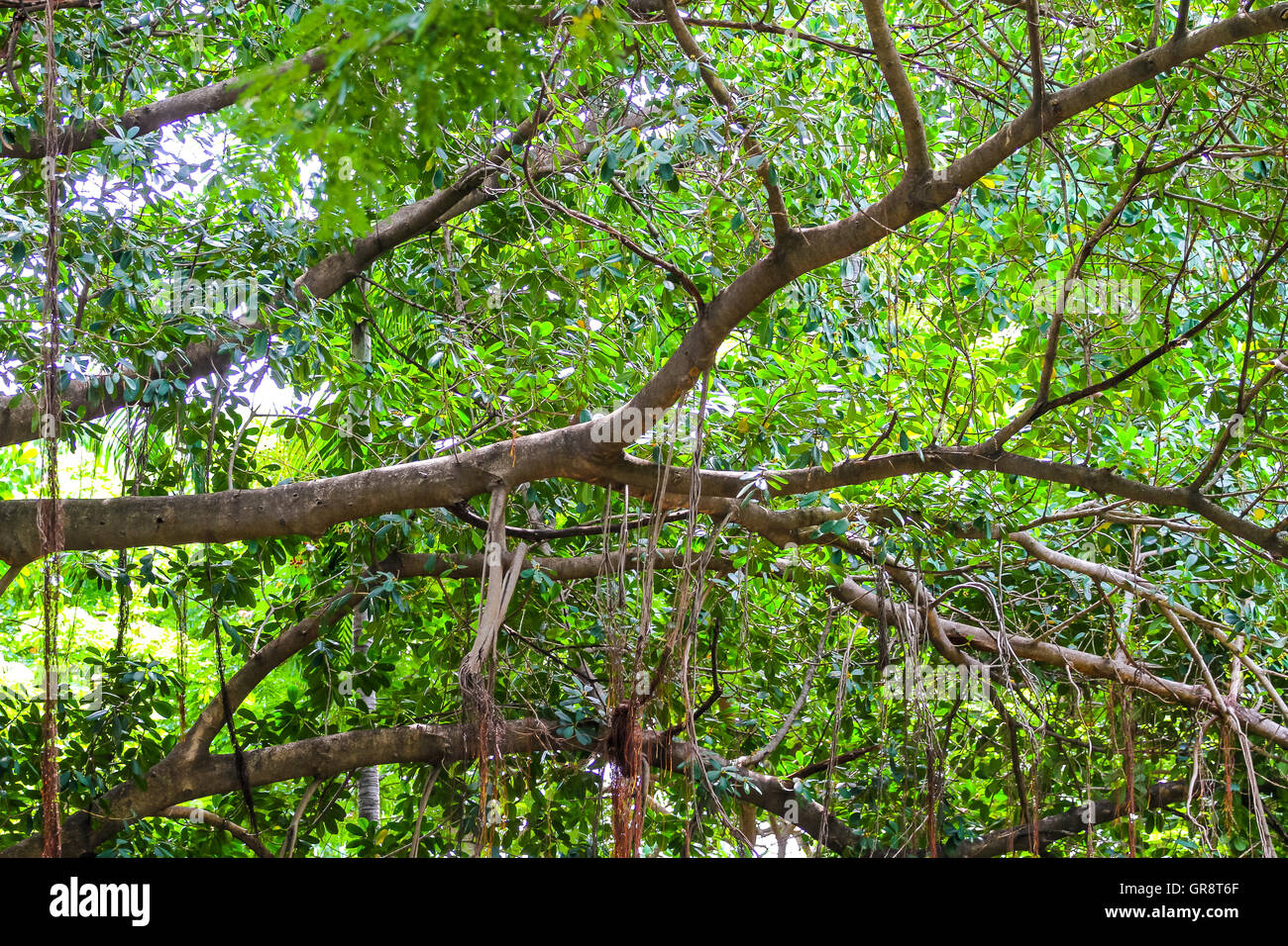 Twig trees background Stock Photo - Alamy