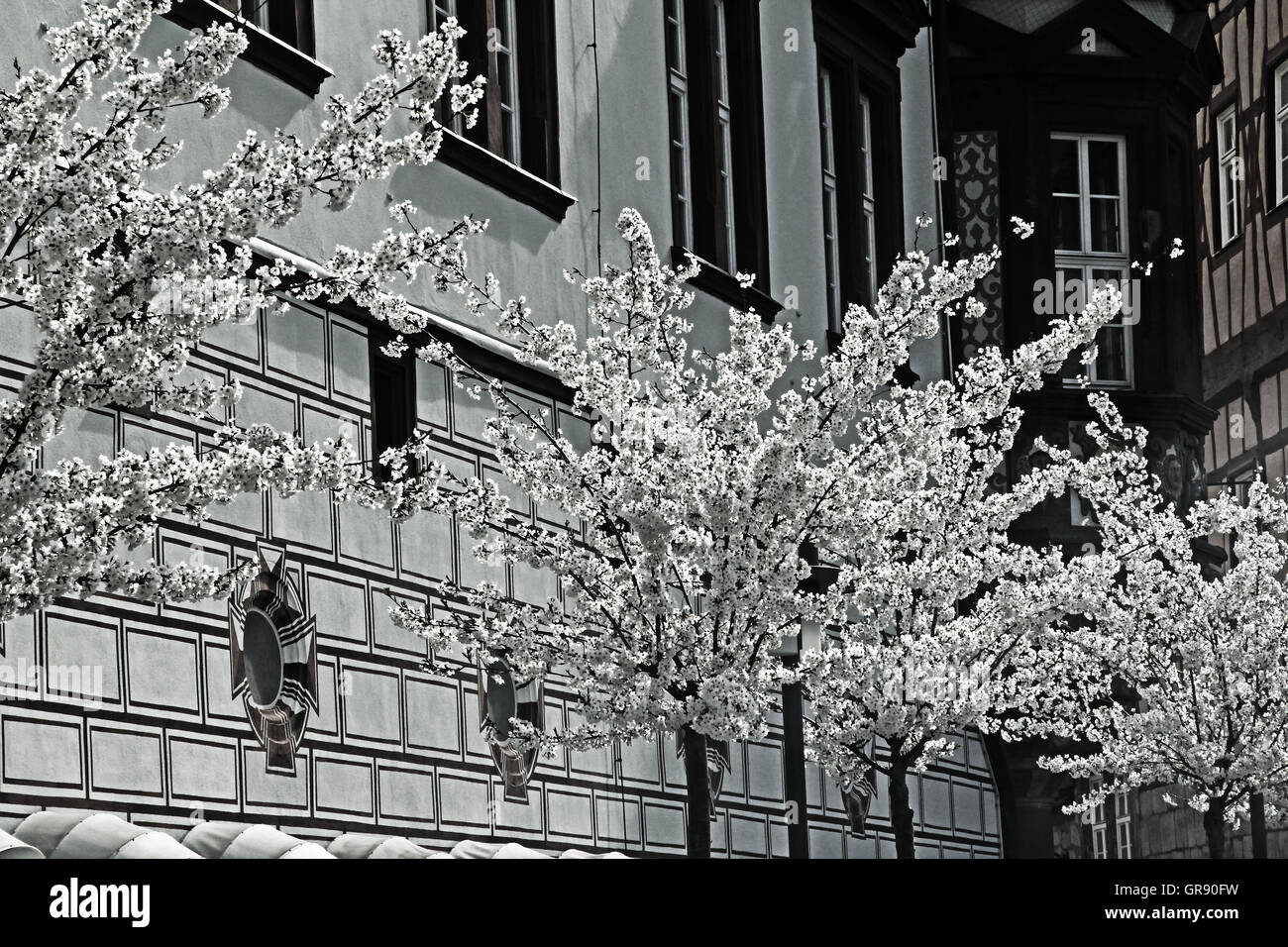 Cherry Blossoms In Front Of The Townhouse Coburg In Bavaria Stock Photo