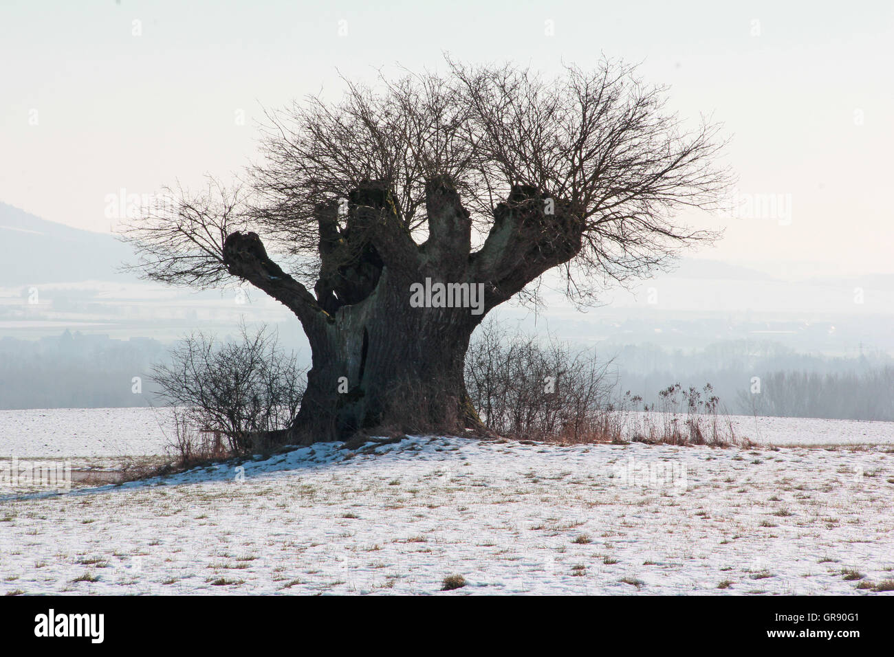 Old Tree In Winter Stock Photo - Alamy