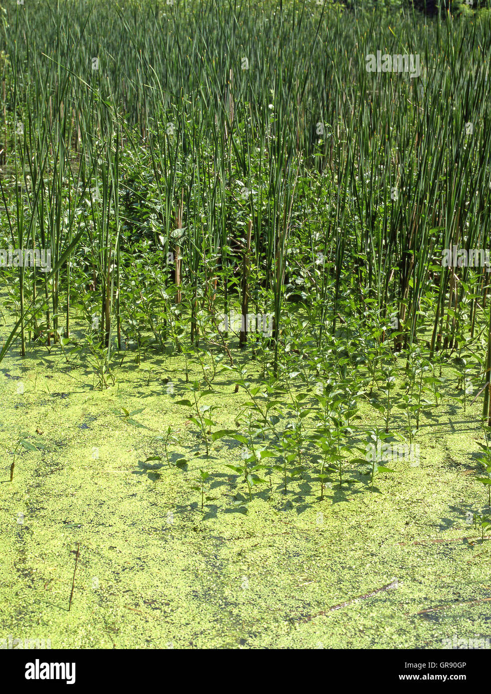 Pond With Reeds And Algae Stock Photo