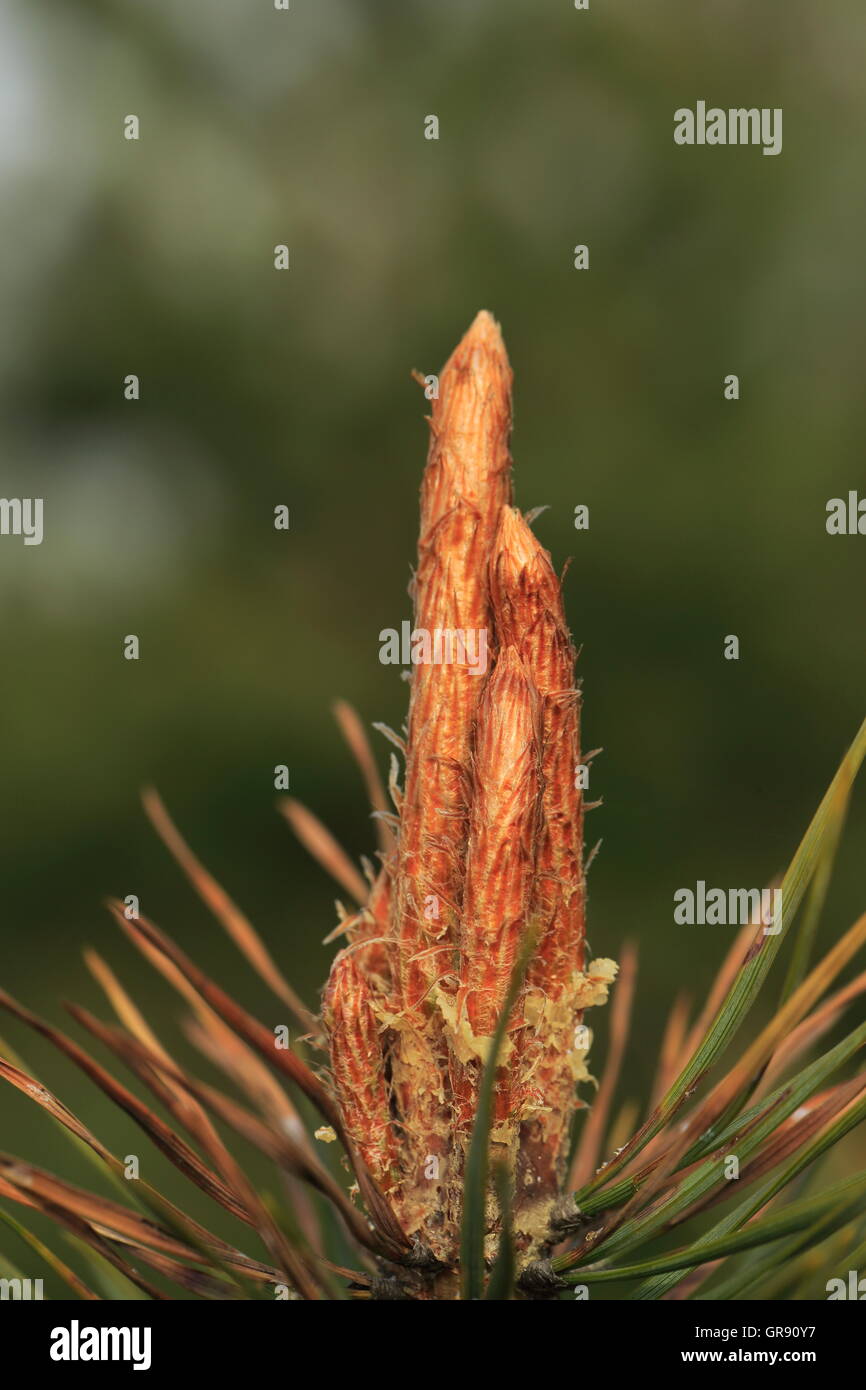 Close-Up Of Long Shoots Of A Pine Tree, Pinus Sylvestris Stock Photo