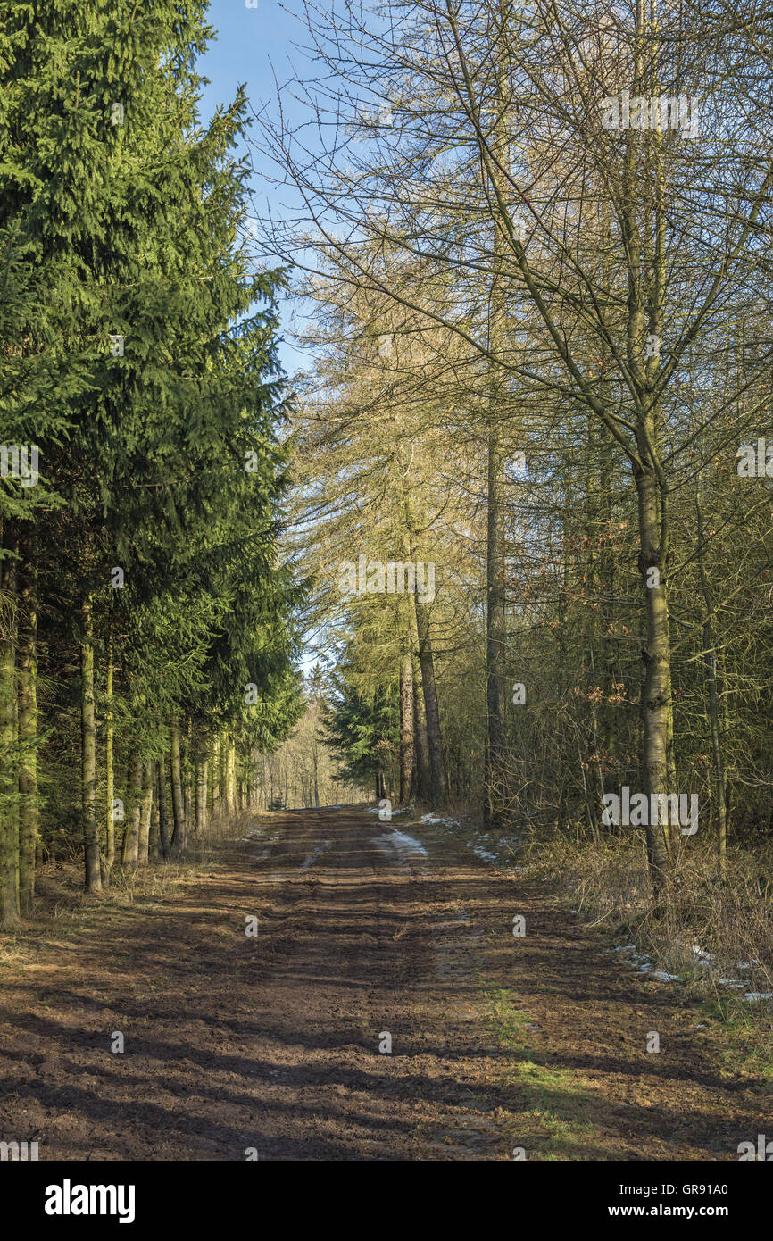 Forest In Winter With Snow Residues , Thuringia Stock Photo