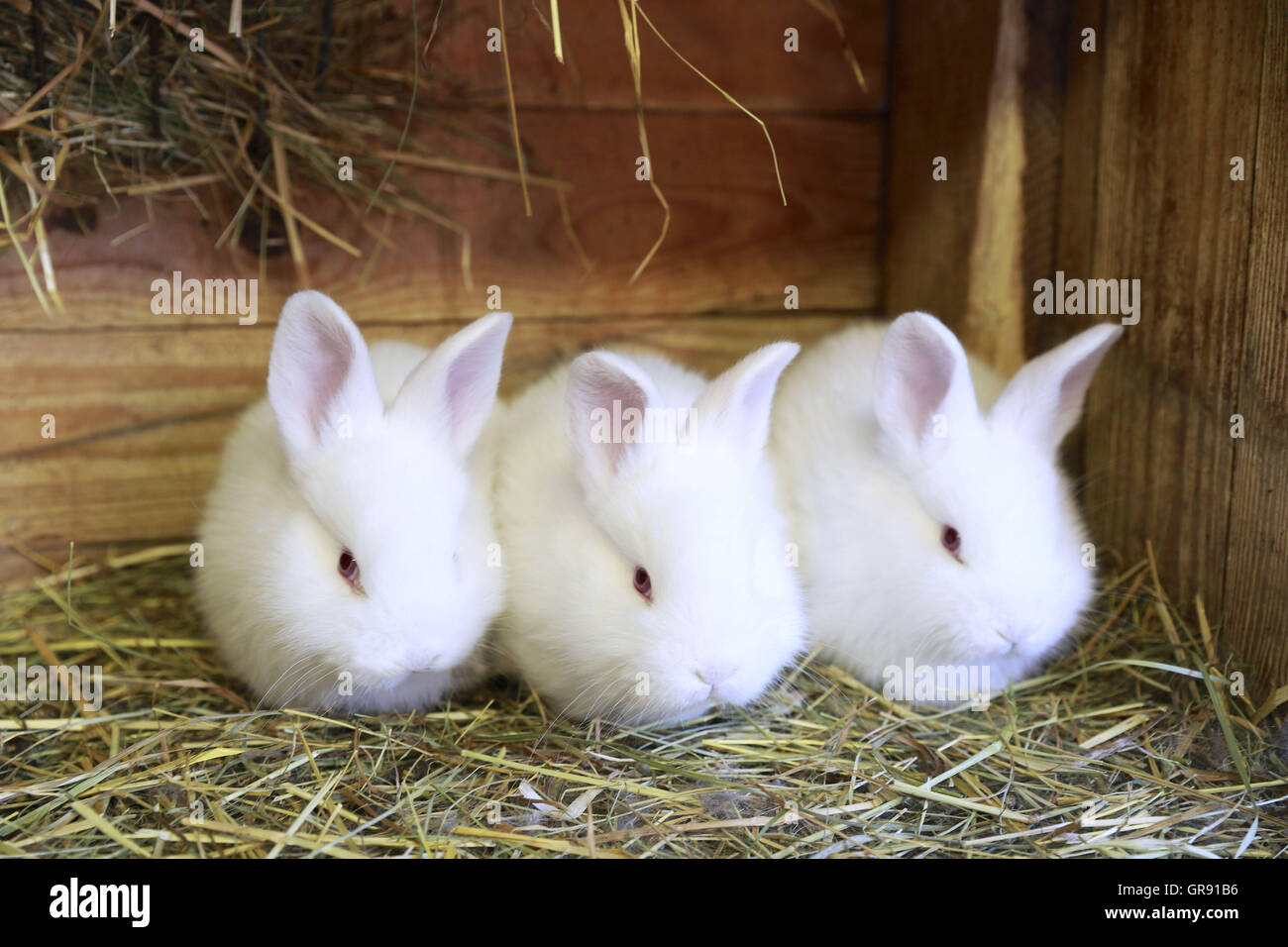 Three Little White Rabbit In A Hutch Stock Photo
