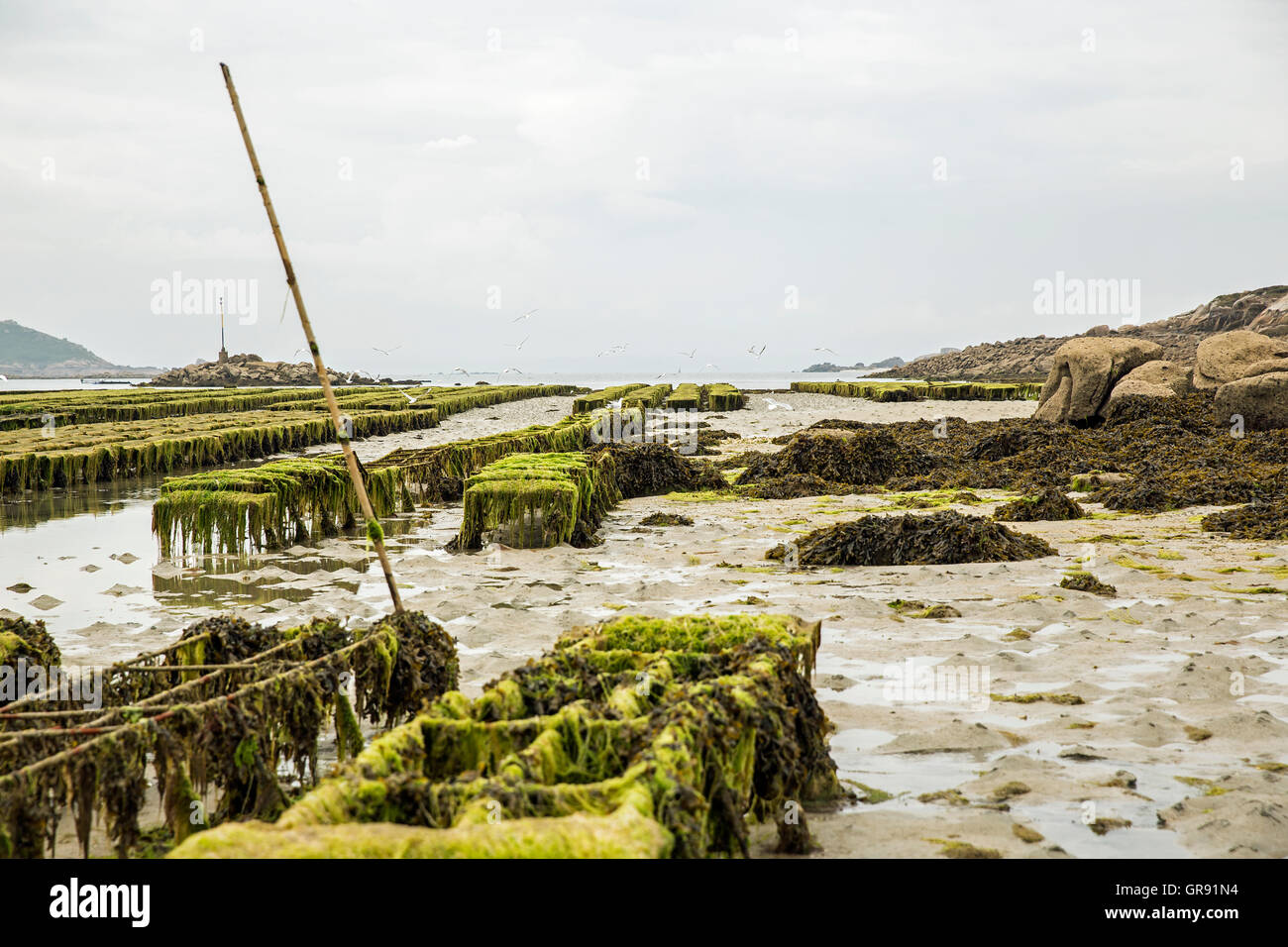 Oyster Beds At Saint-Sauvier At Low Tide, Brittany, France Stock Photo