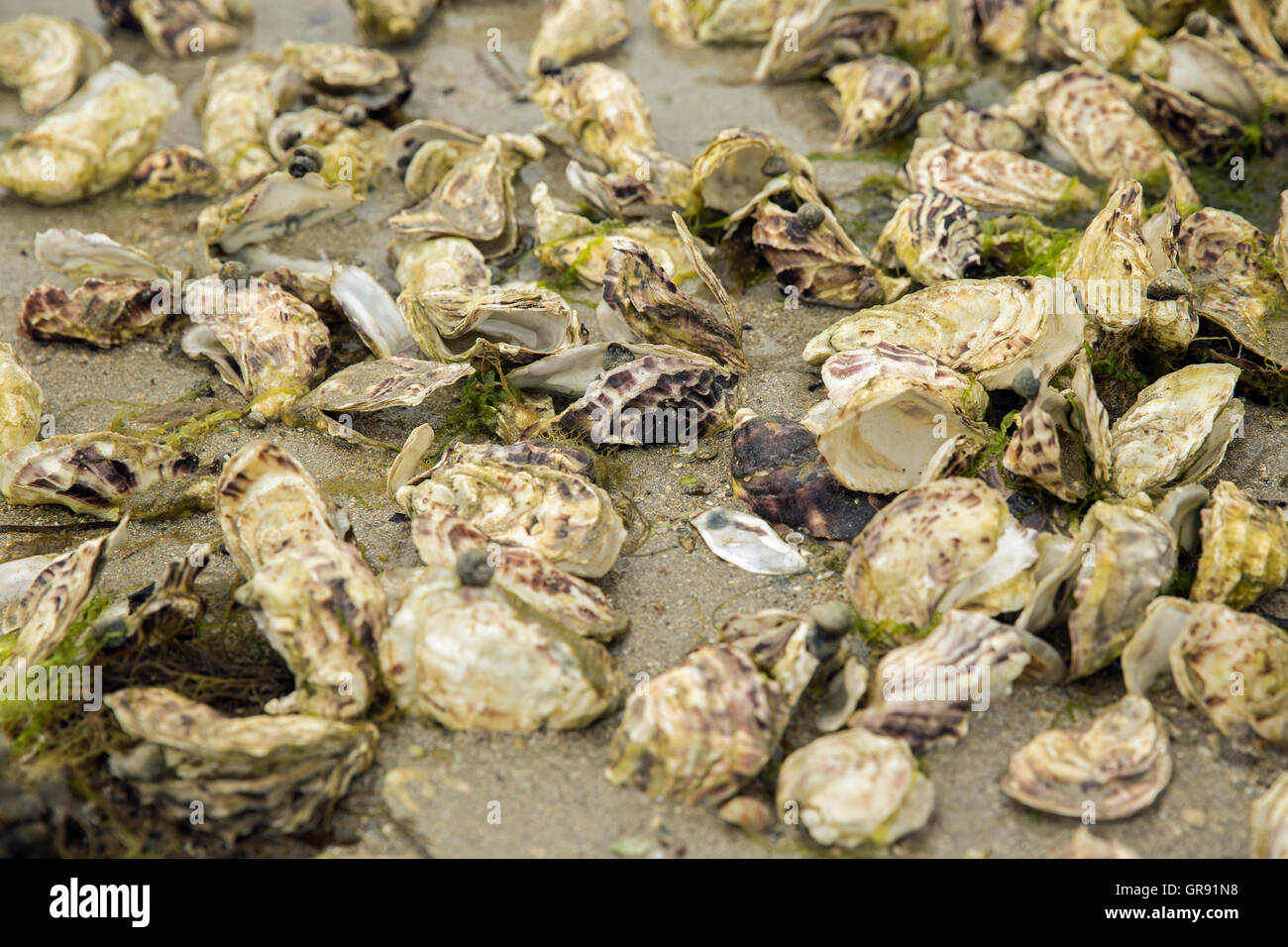 Bunch of empty oyster shells for decoration