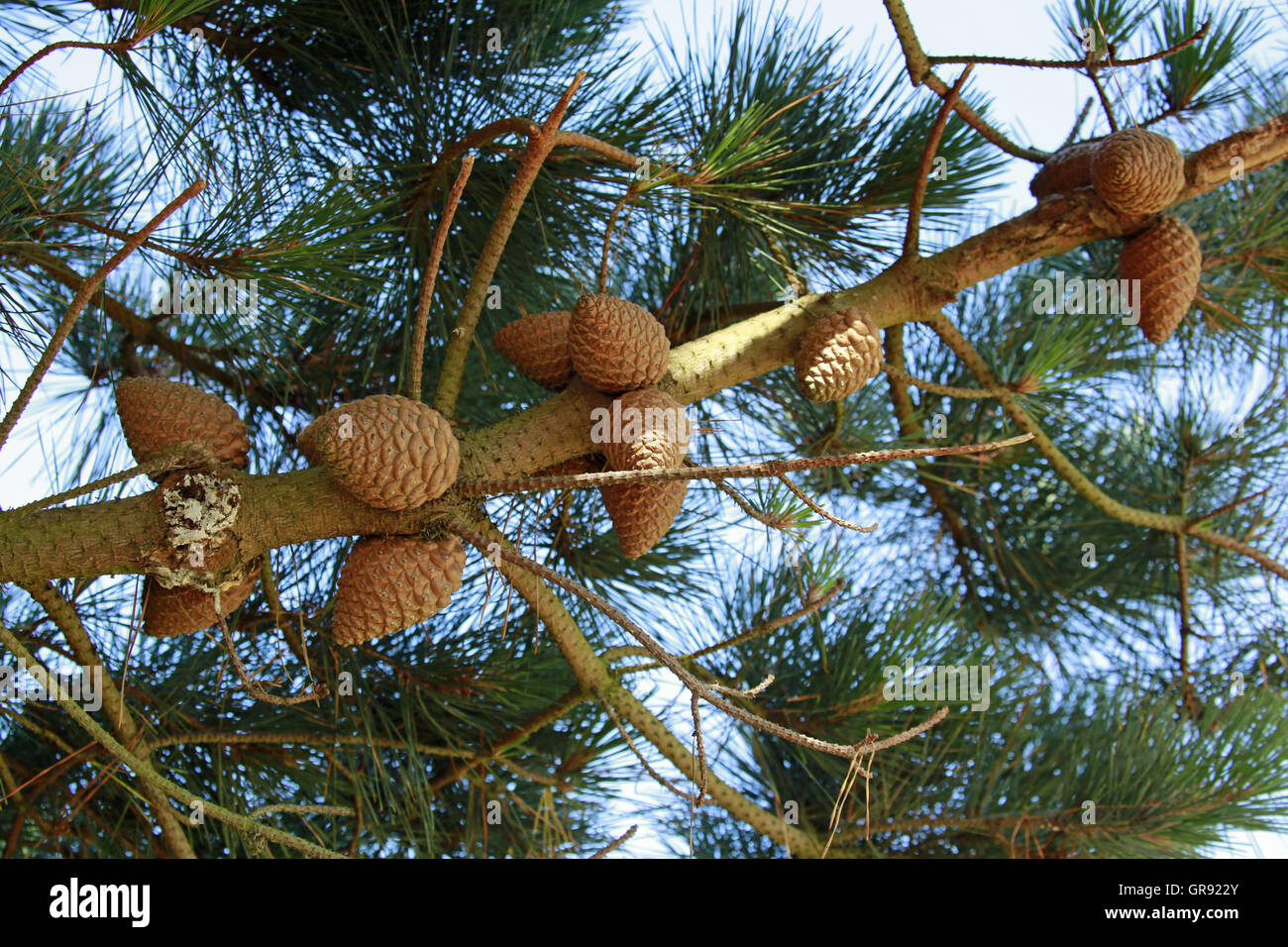 Long needles pine hires stock photography and images Alamy