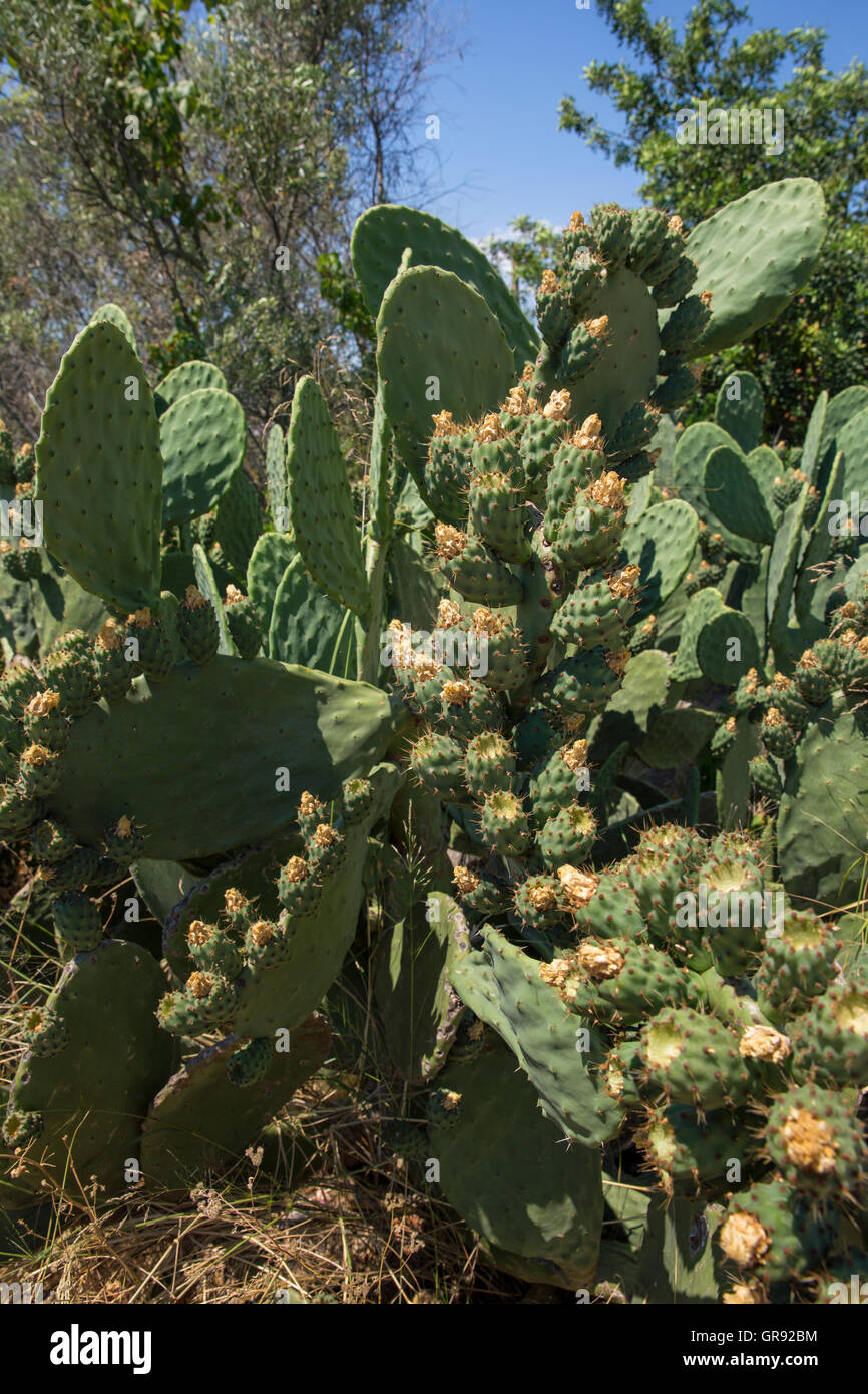 Some Sort Of Prickly Pear, Portugal Stock Photo
