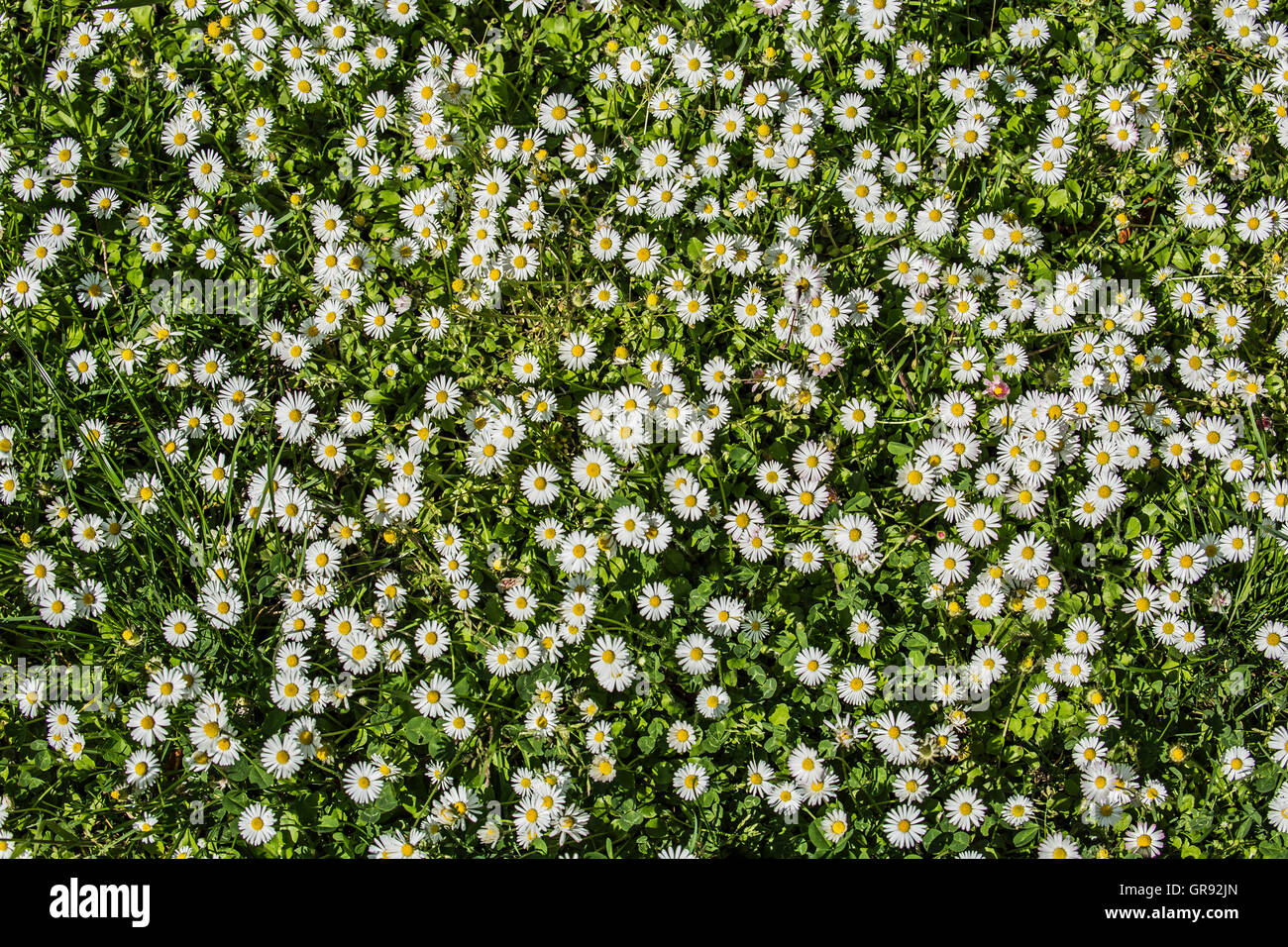 Many Flowering Daisies Photographed From Above, Bellis Perennis Stock Photo