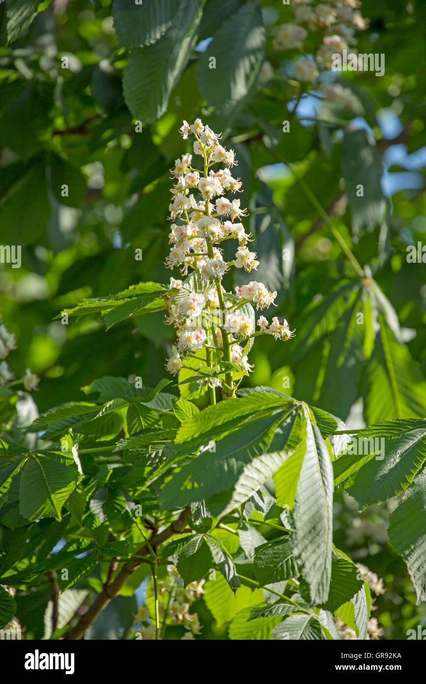 Inflorescence Of A White Horse Chestnut Flower, Aesculus Hippocastanum Stock Photo