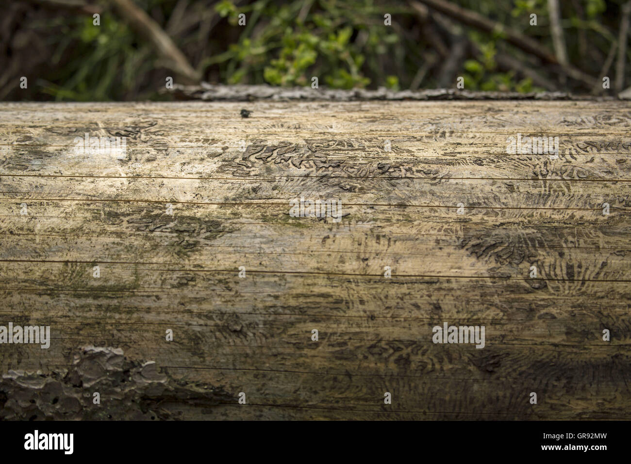 Here spruce wood infested by bark beetles hi-res stock photography and ...