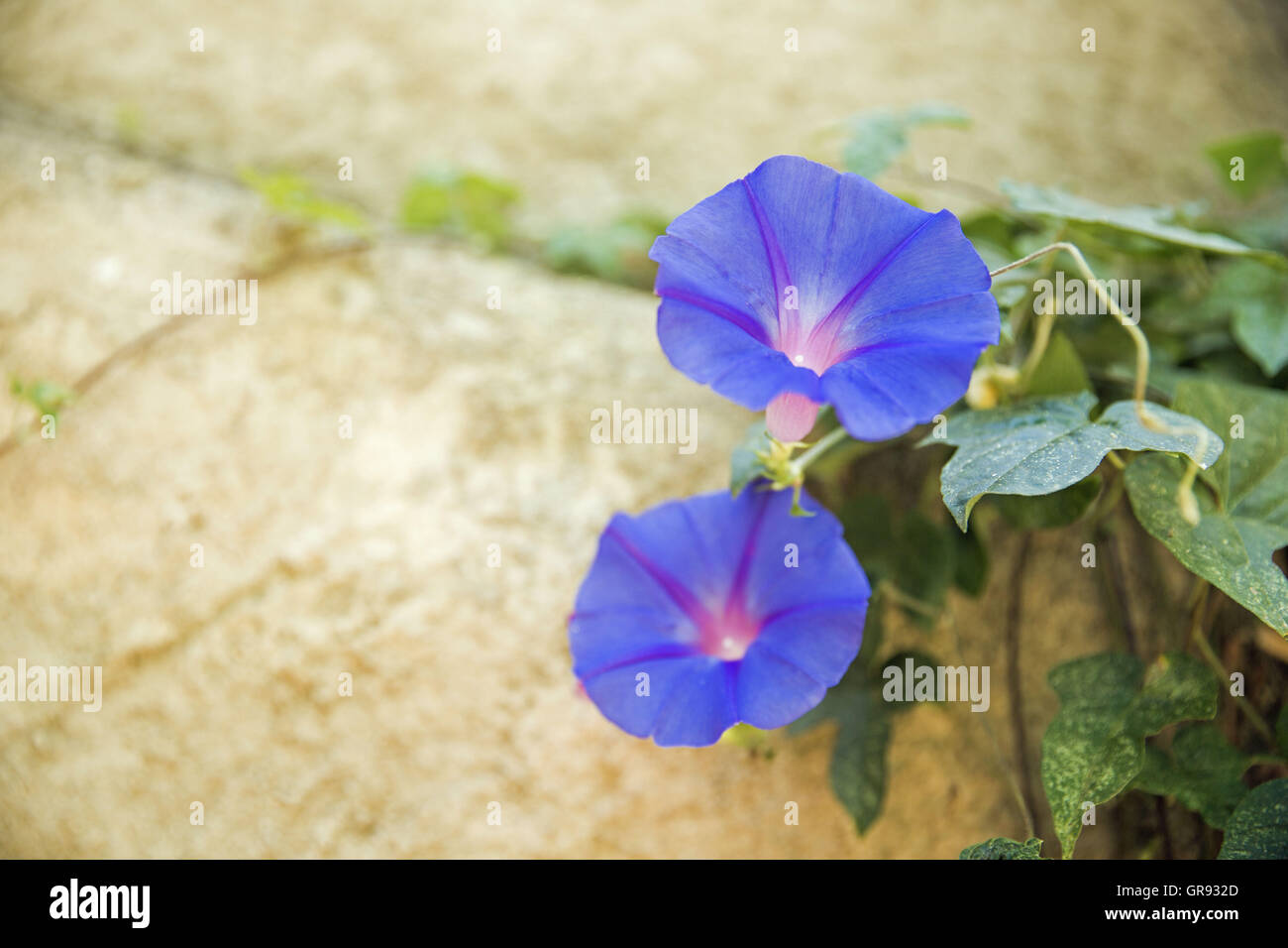Two Flowers Of Blue Morning Glory In Front Of A Wall, Ipomoea Nil Stock Photo