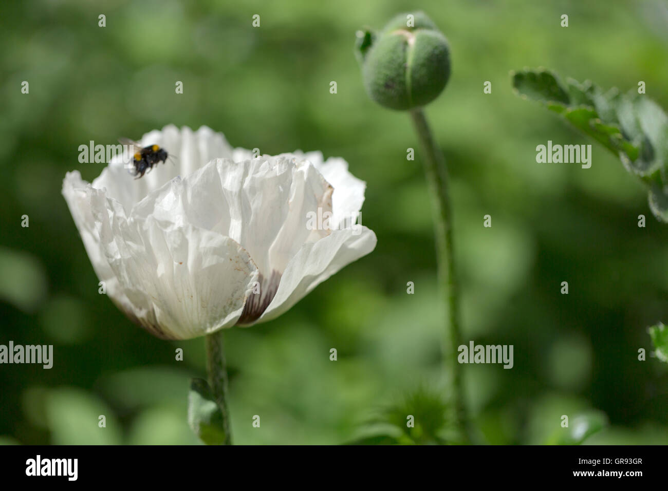 A White Poppy And Bud With Green Background Of Approaching Bumblebee Stock Photo