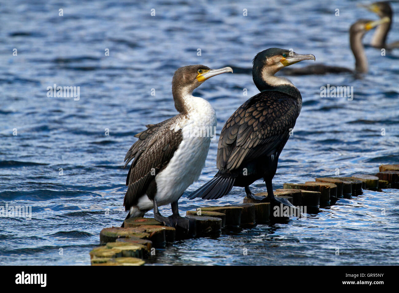 Two White breasted Cormorants ( Phalacrocorax lucidus) at Intaka Island