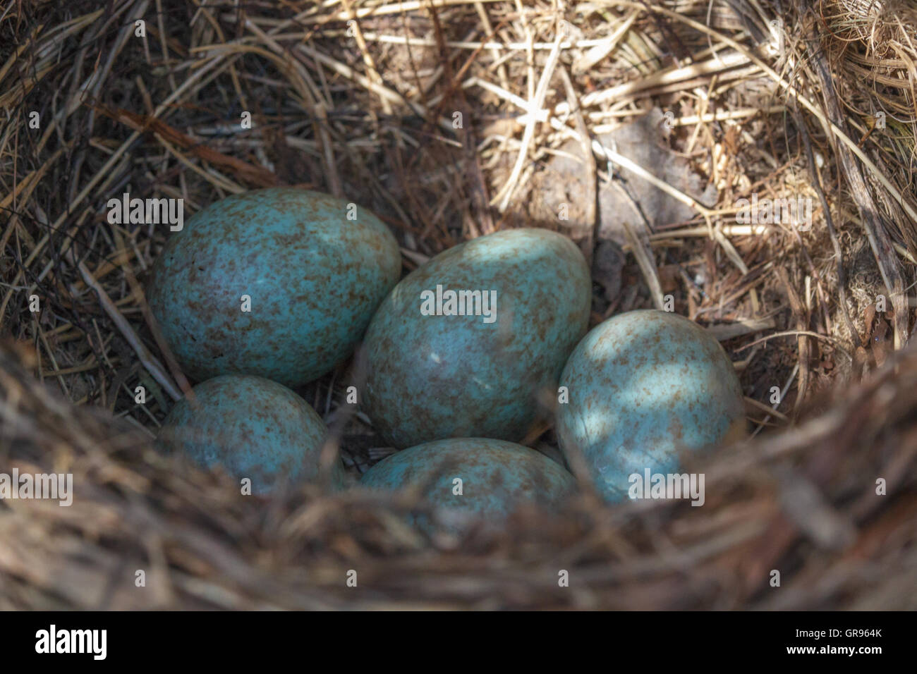 Bird Eggs In Nest Stock Photo - Alamy