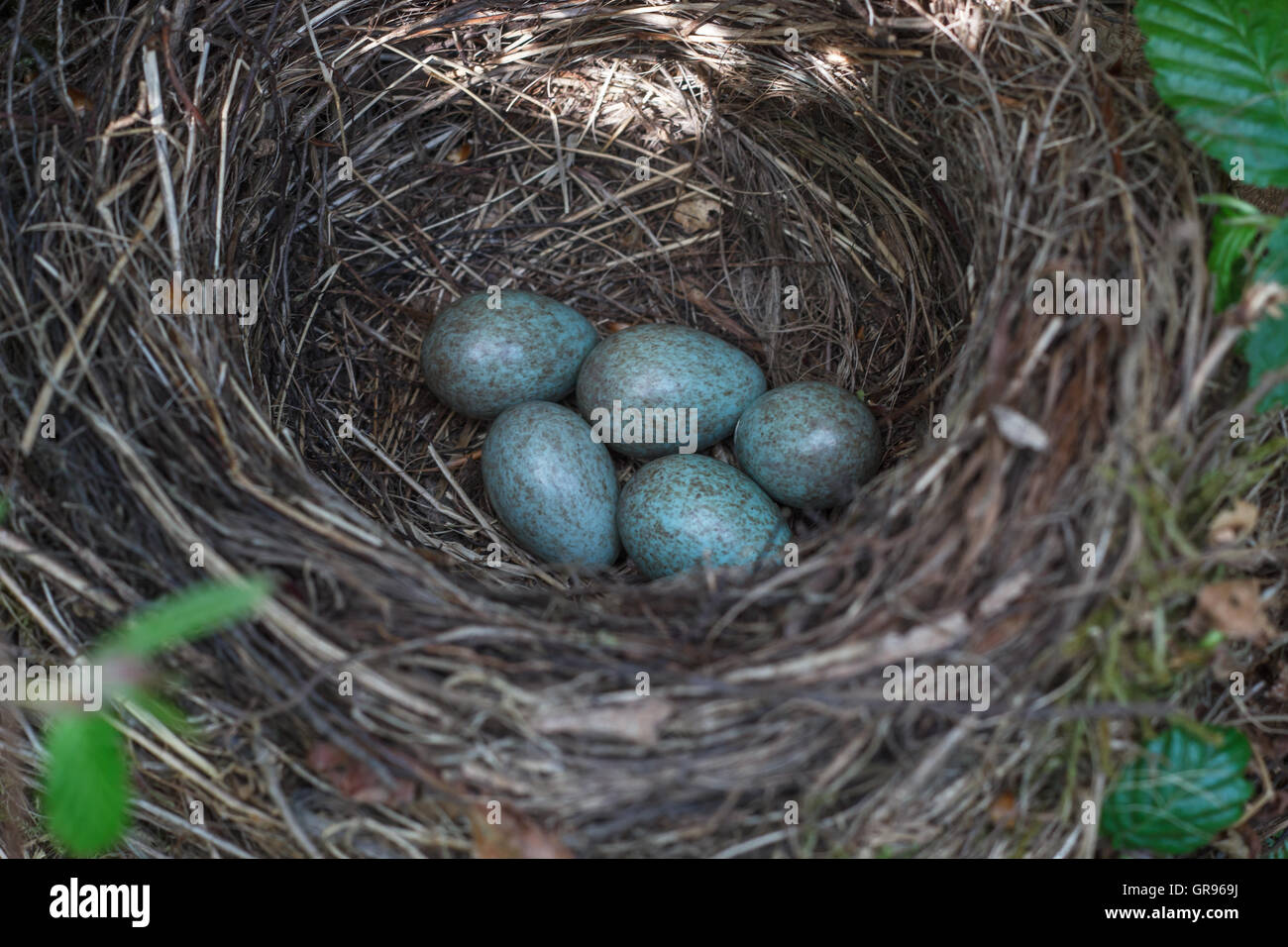 Bird Eggs In Nest Stock Photo - Alamy