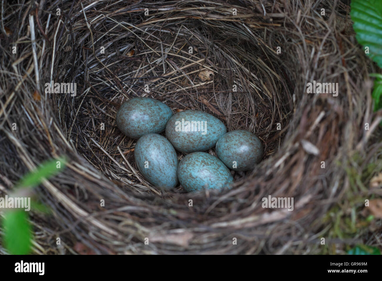 Bird Eggs In Nest Stock Photo - Alamy