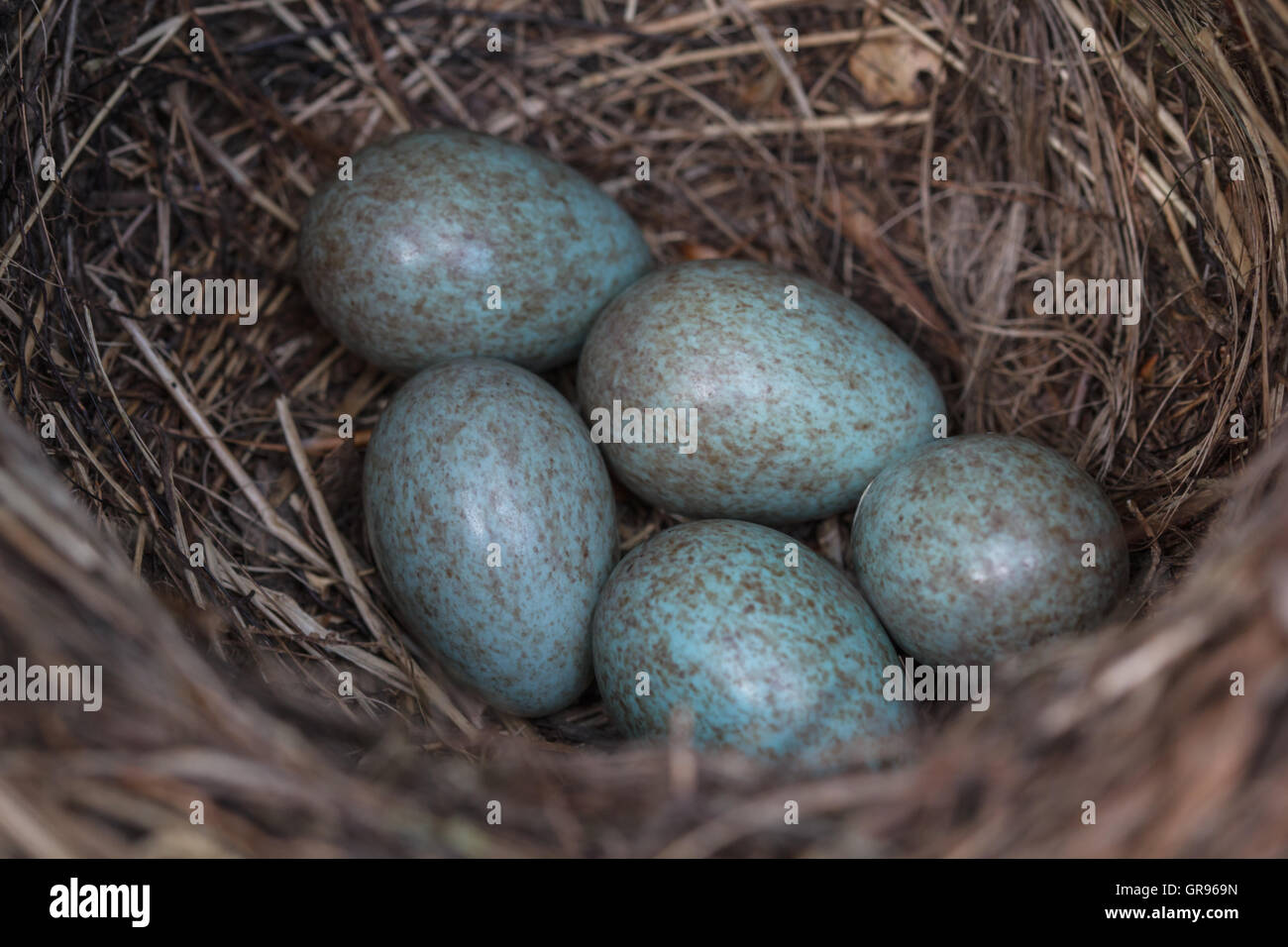 Bird Eggs In Nest Stock Photo - Alamy