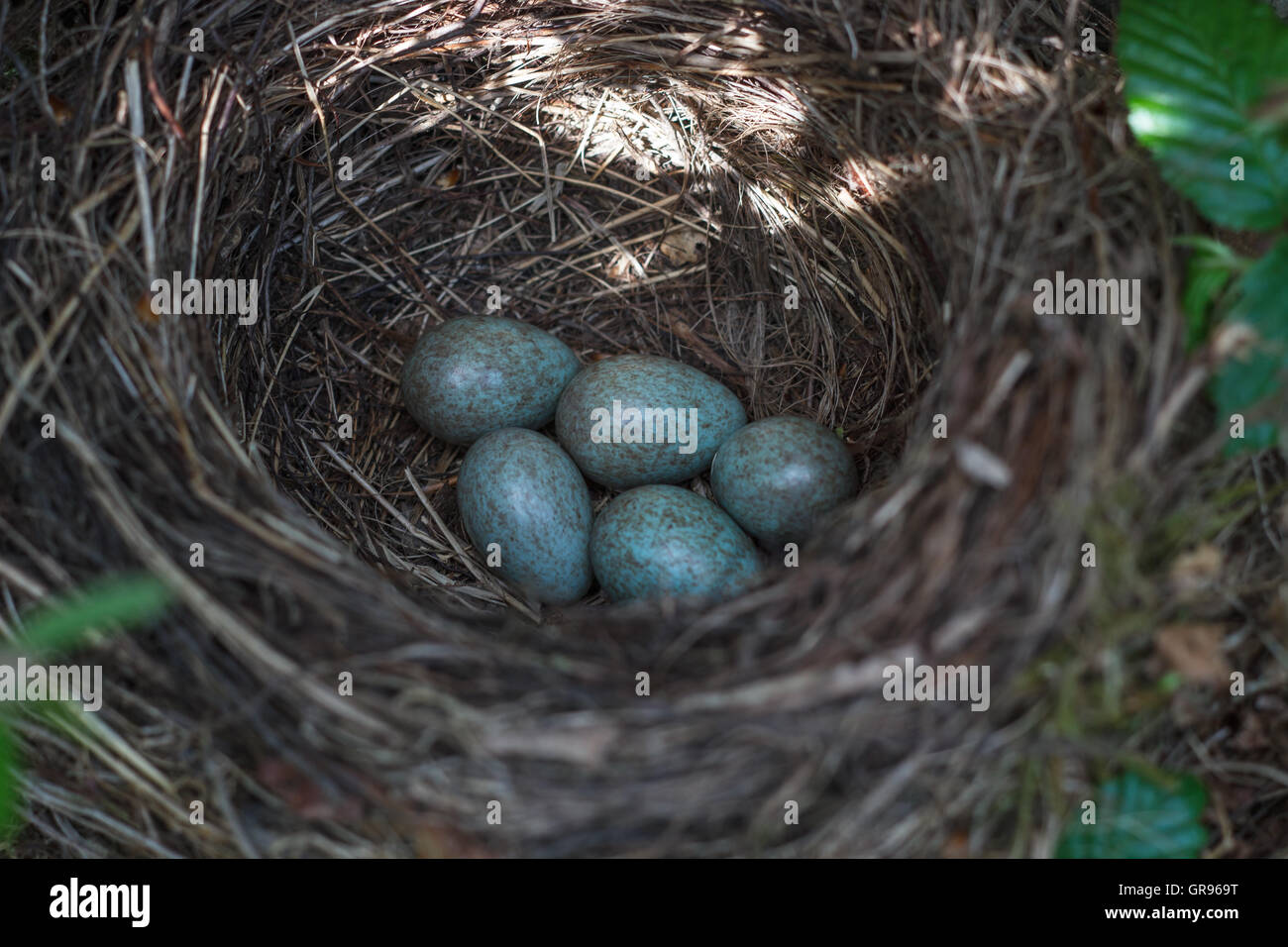 Bird Eggs In Nest Stock Photo Alamy