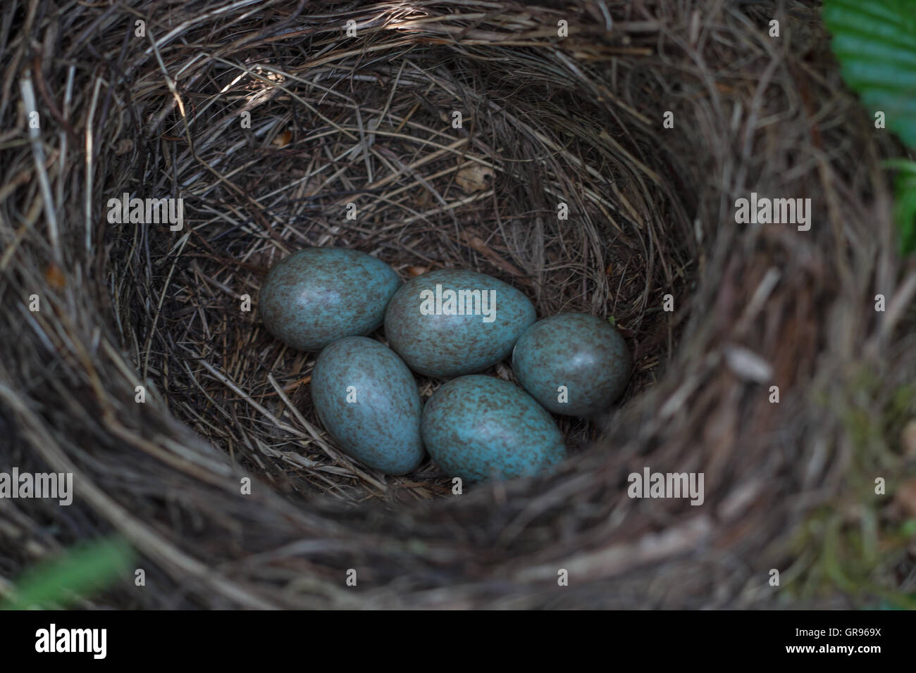 Bird Eggs In Nest Stock Photo - Alamy