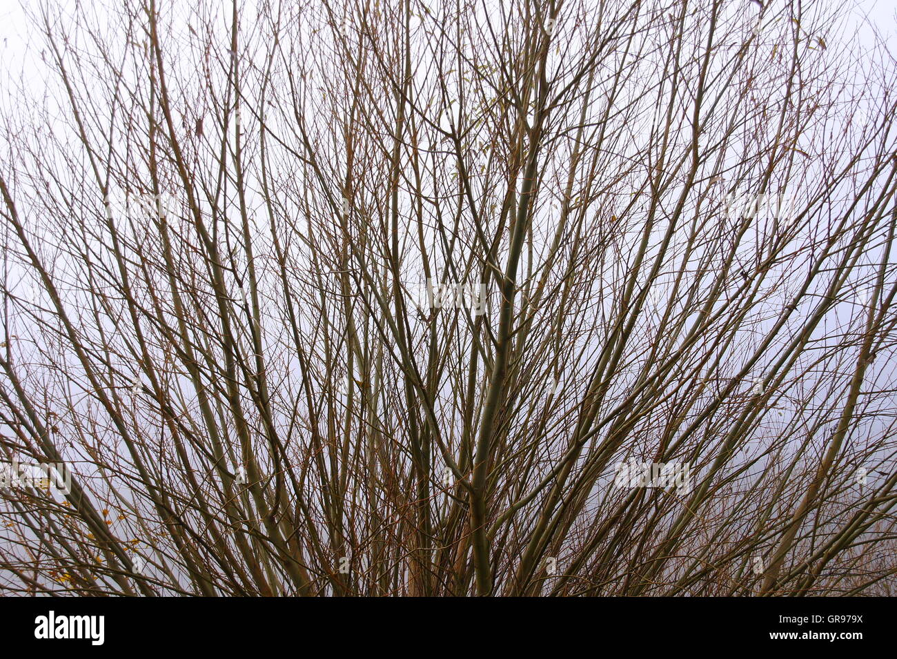 Branches of willows hires stock photography and images Alamy