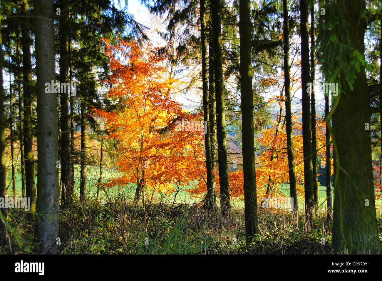 Golden Yellow Beeches On The Edge Of A Pine Forest Stock Photo