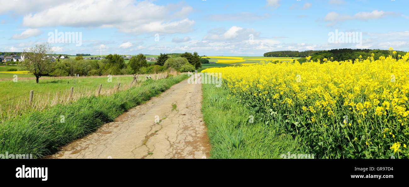 Ailing Lane Between Meadow And Rapeseed Field Stock Photo