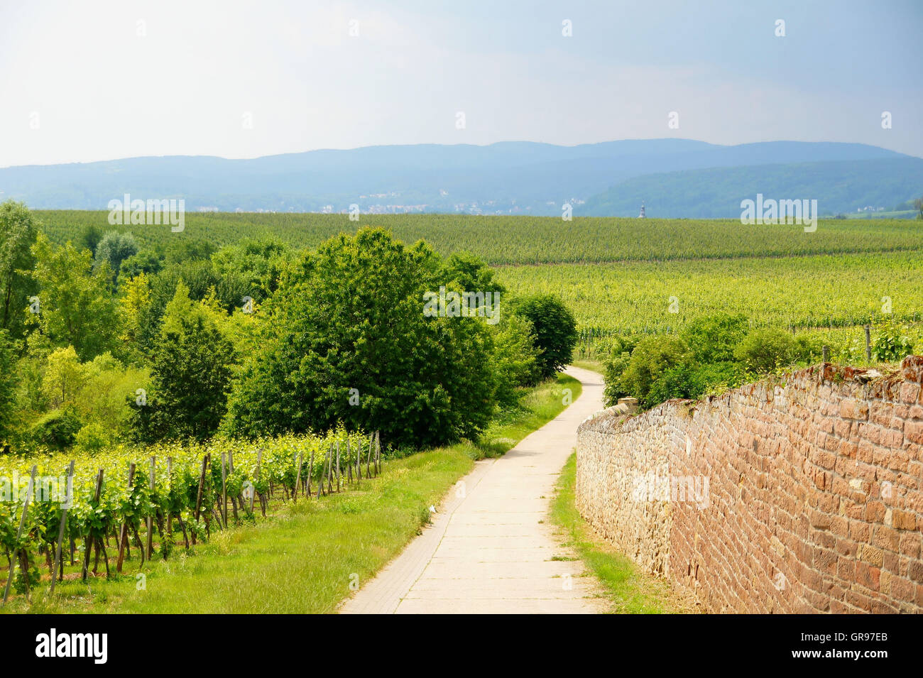 Vineyards In Herxheim With A View Towards Neustadt Stock Photo