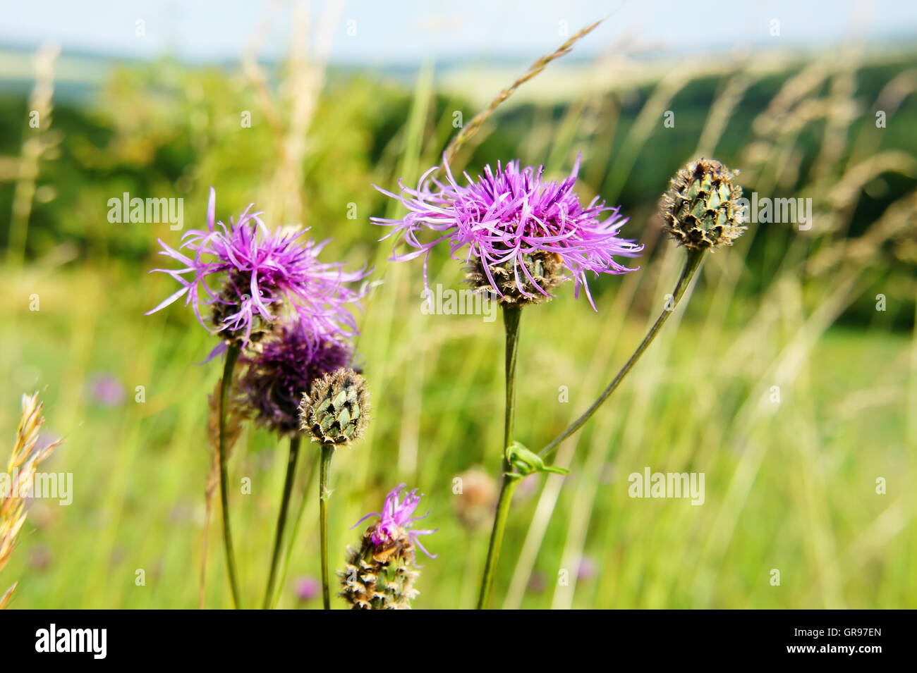 Mean Cirsium On The Edge Of The Field Macro Stock Photo