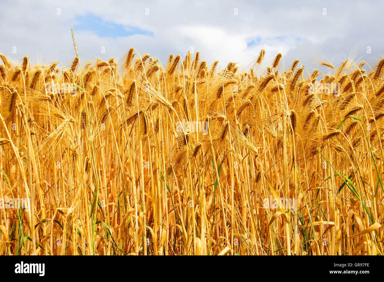 Ripe Barley From The Low-Angle Shot Stock Photo